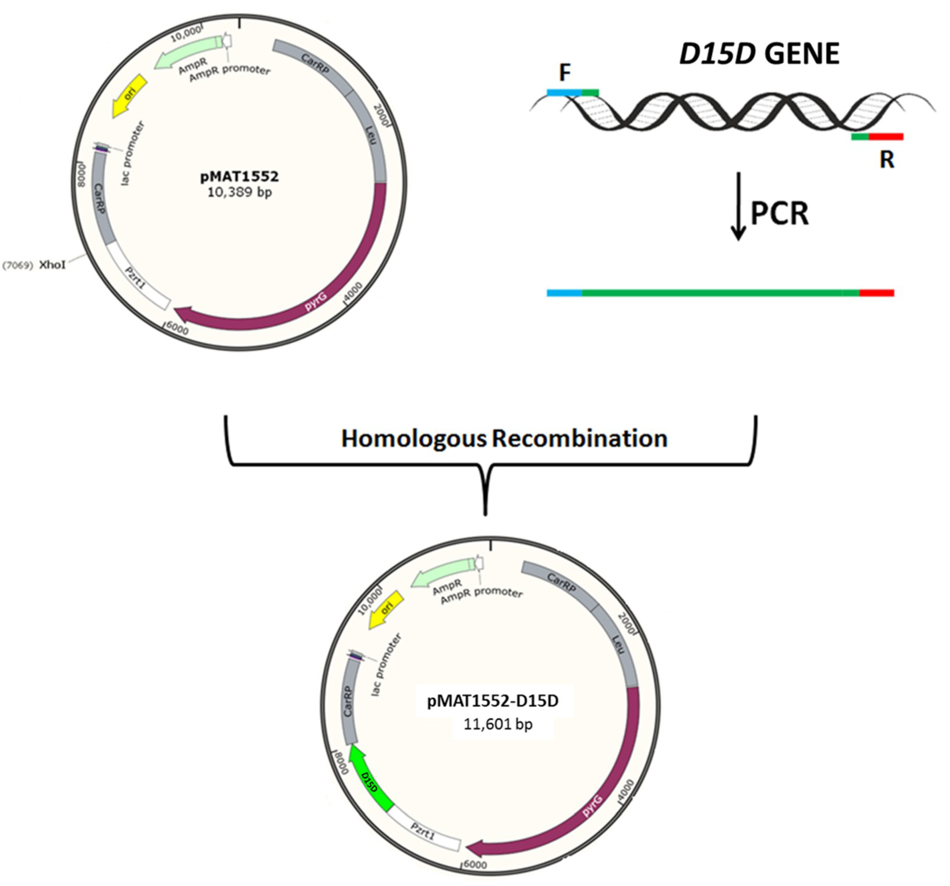 Ijms 20 01683 g005 Ijms 20 01683 g005