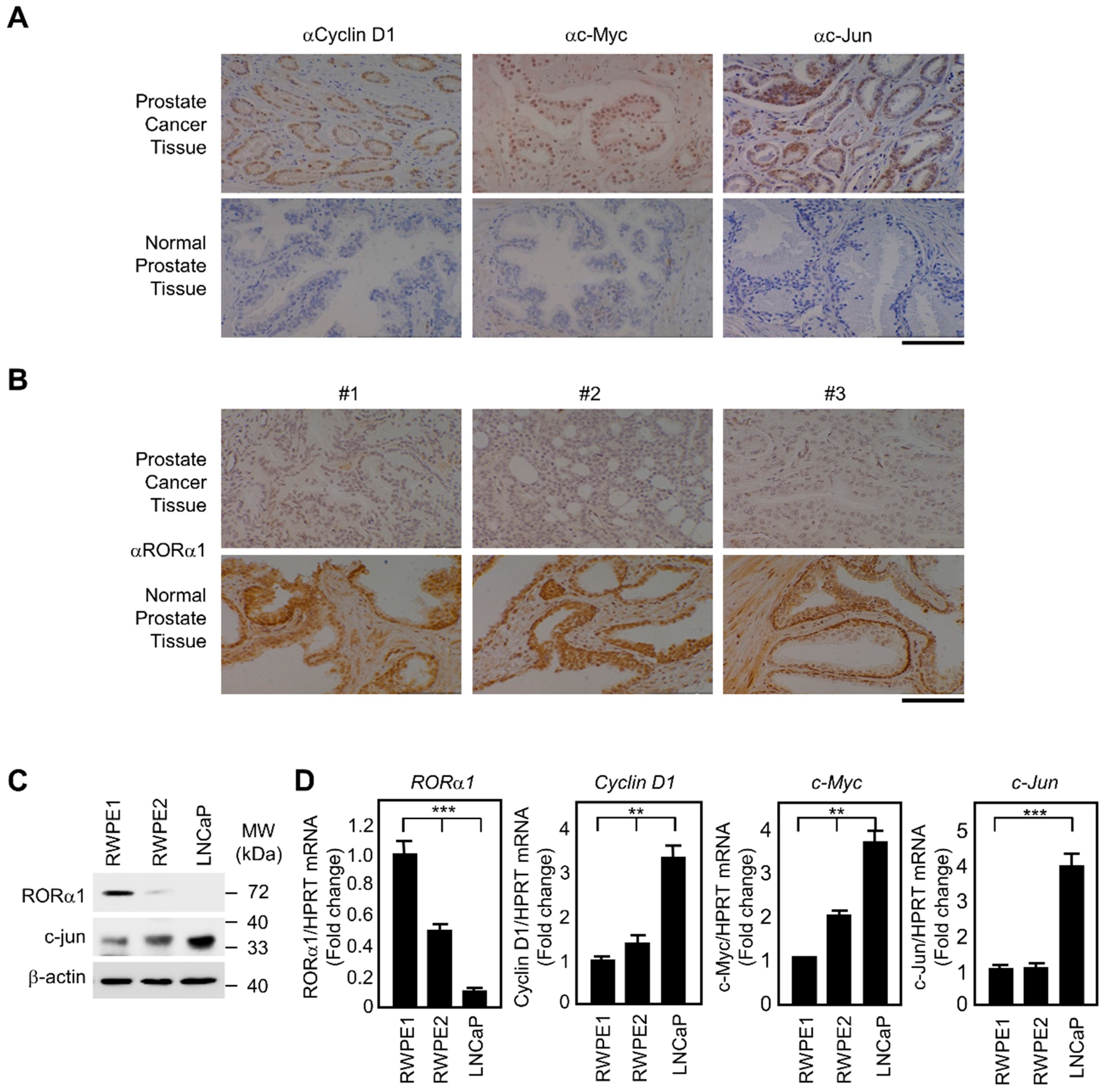 Ijms 20 01684 g004 Ijms 20 01684 g004