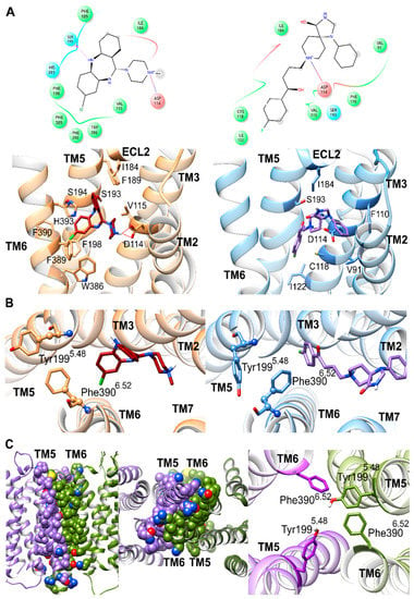 Visualization and ligand-induced modulation of dopamine receptor  dimerization at the single molecule level