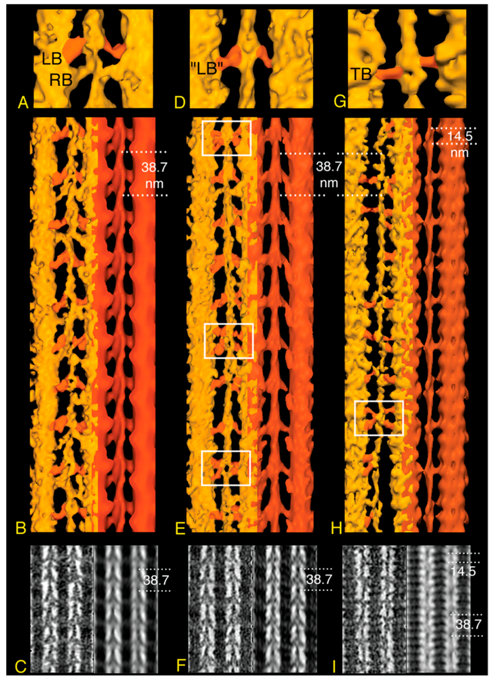 Ijms 20 01703 g004 550
