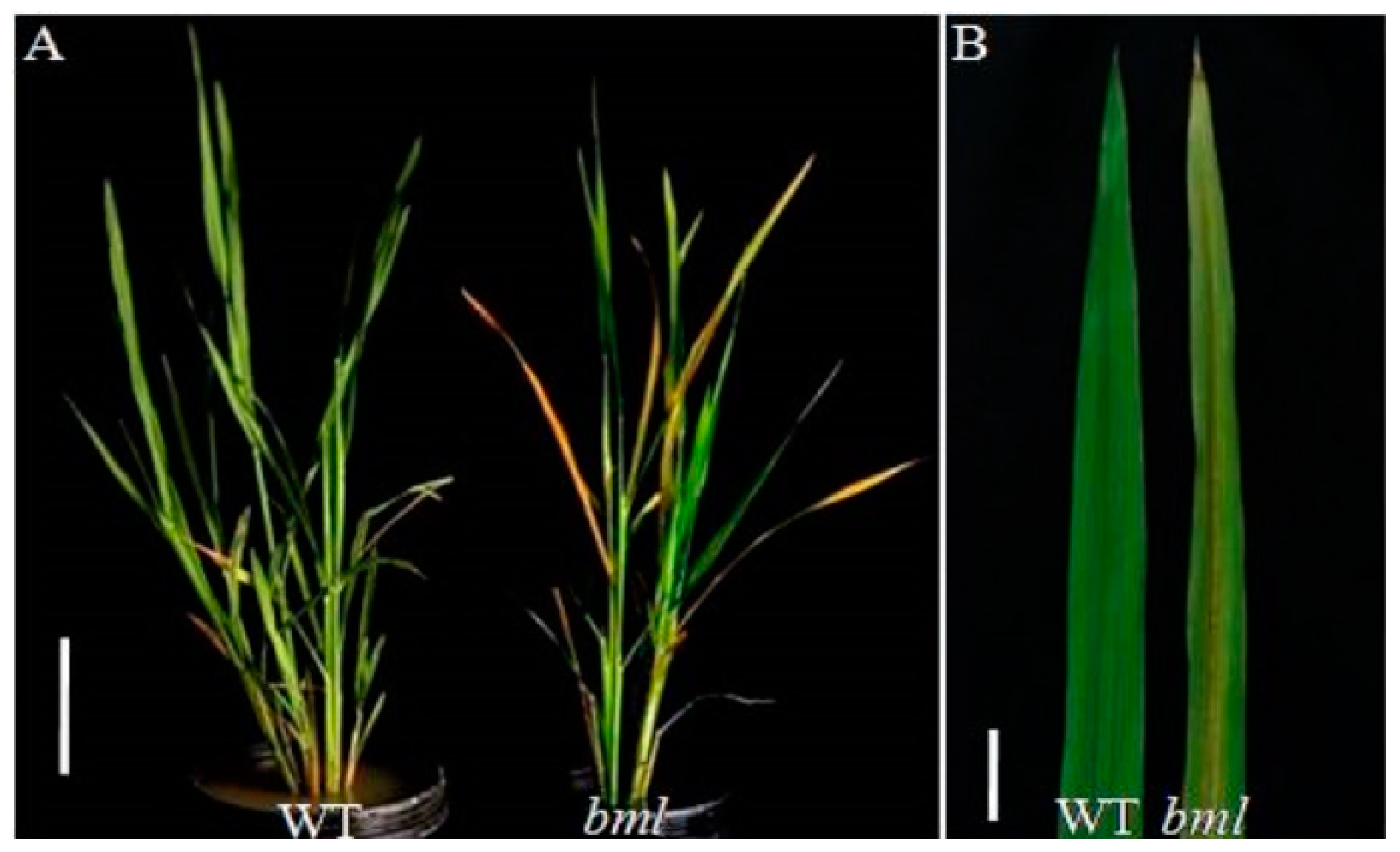 Ijms 20 01708 g001 550