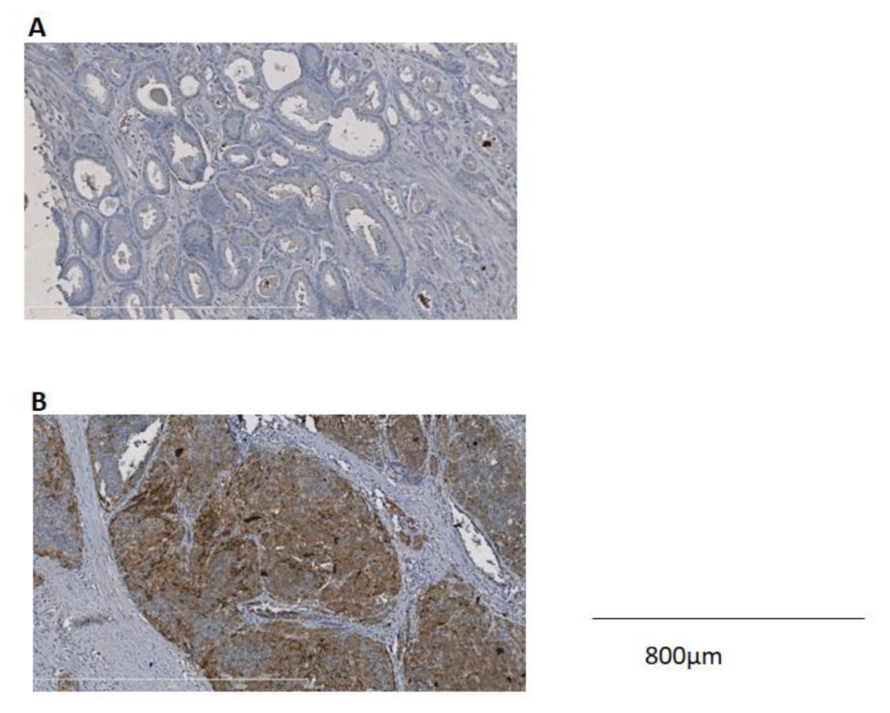 Ijms 20 01721 g002 Ijms 20 01721 g002