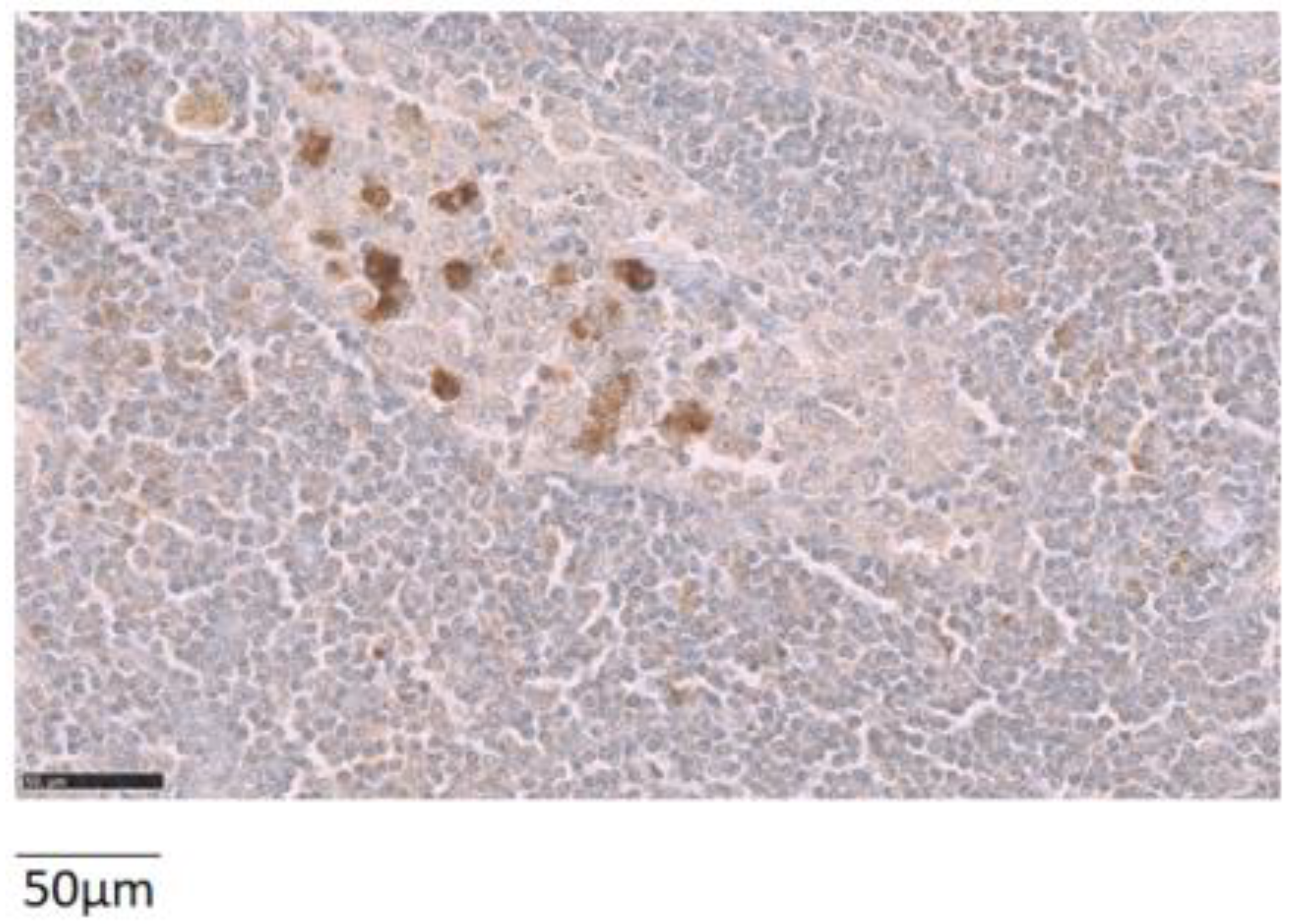 Ijms 20 01721 g003 Ijms 20 01721 g003