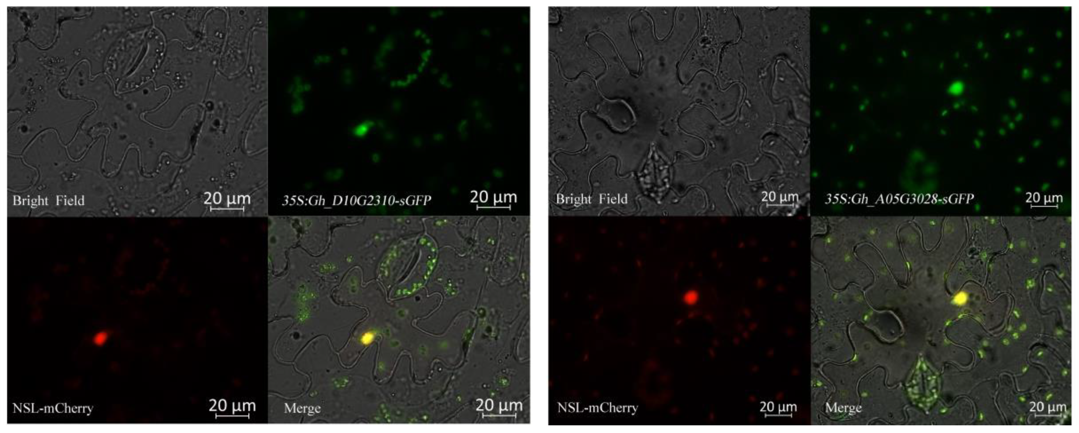 Ijms 20 01727 g009 Ijms 20 01727 g009