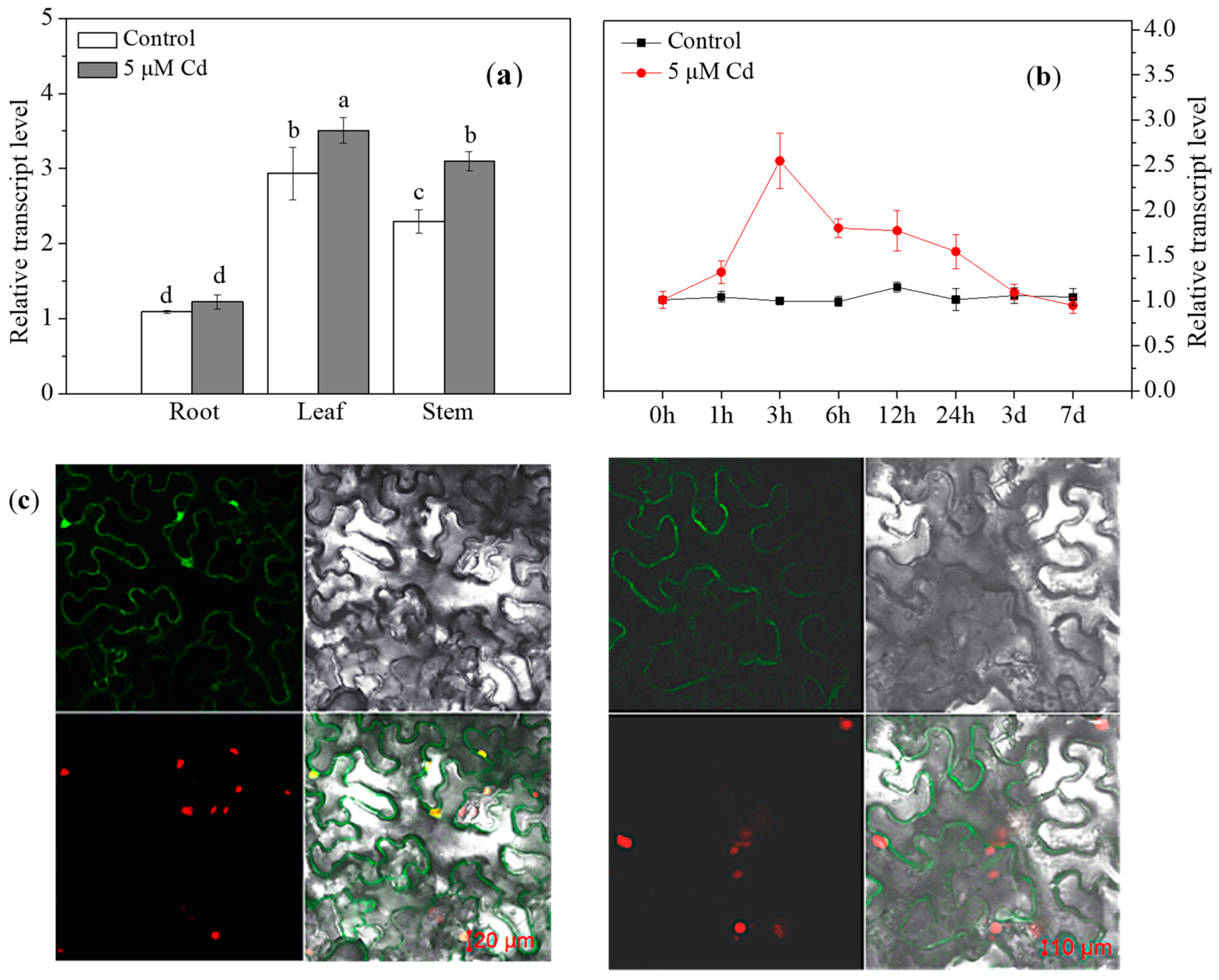 Ijms 20 01732 g005 Ijms 20 01732 g005