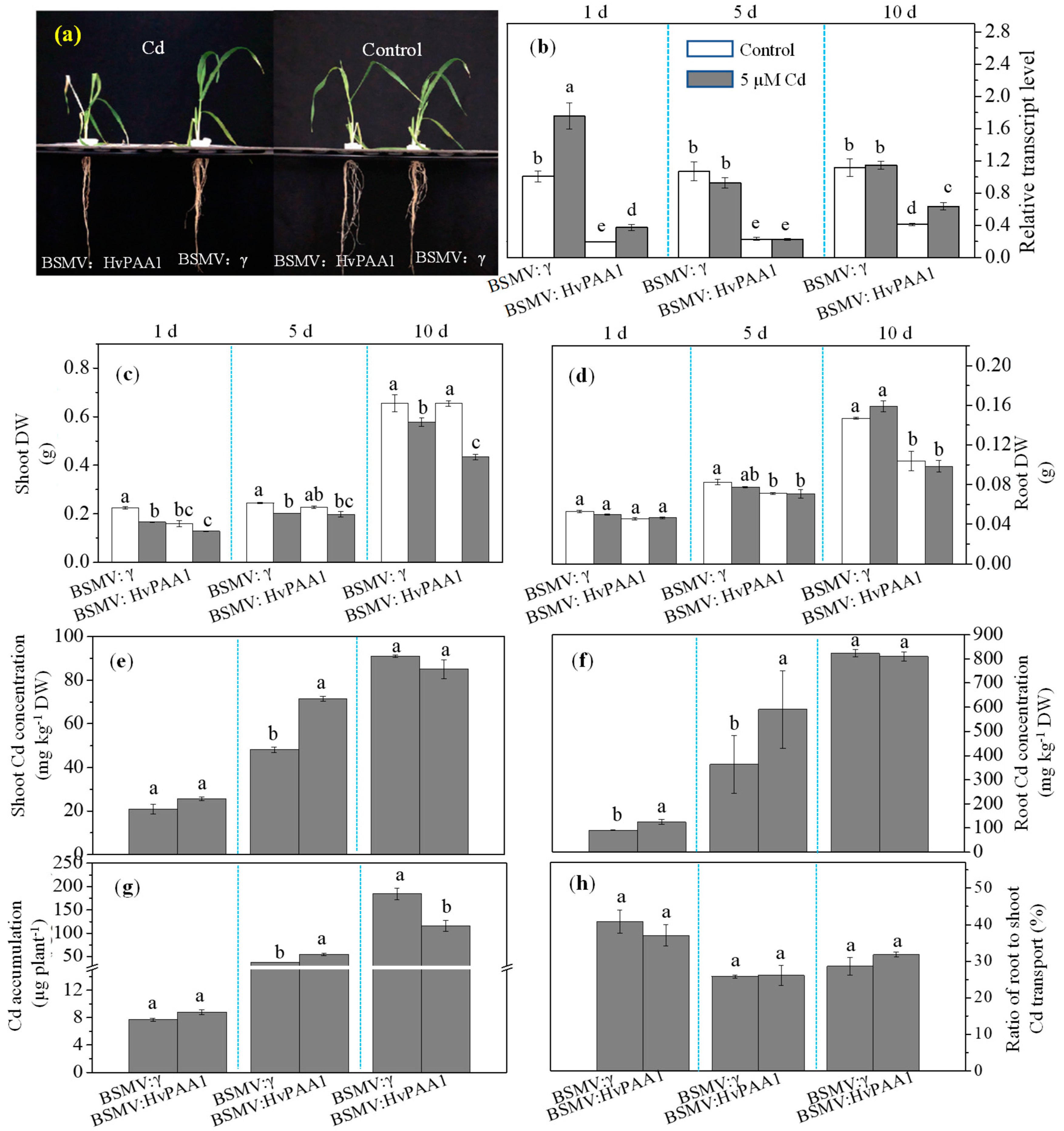 Ijms 20 01732 g006 Ijms 20 01732 g006