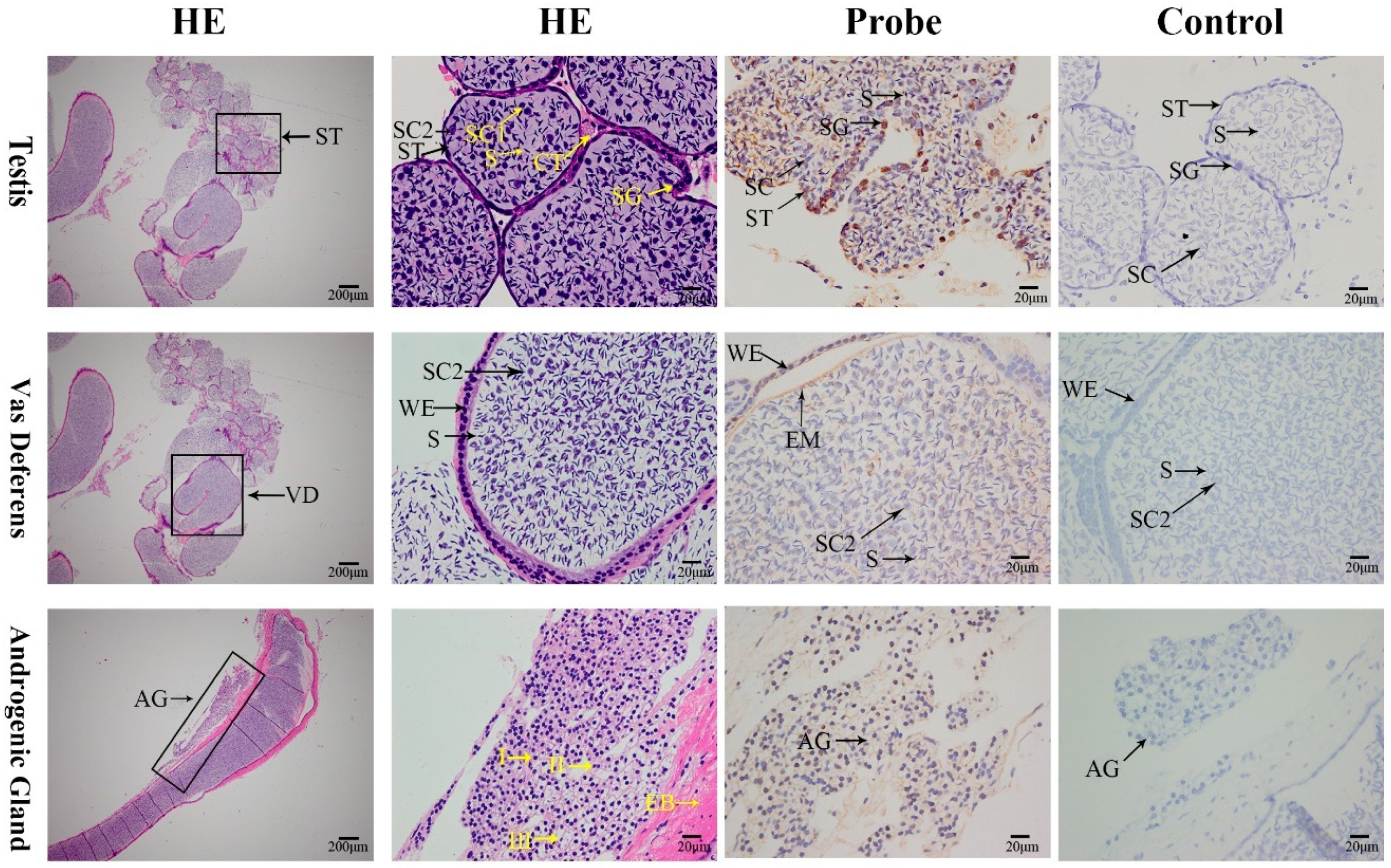 Ijms 20 01734 g008 Ijms 20 01734 g008