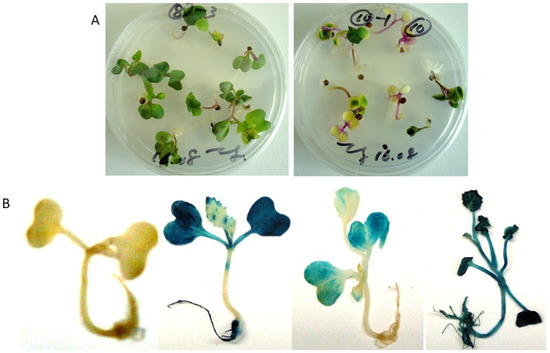 BvcZR3 and BvHs1pro-1 Genes Pyramiding Enhanced Beet Cyst