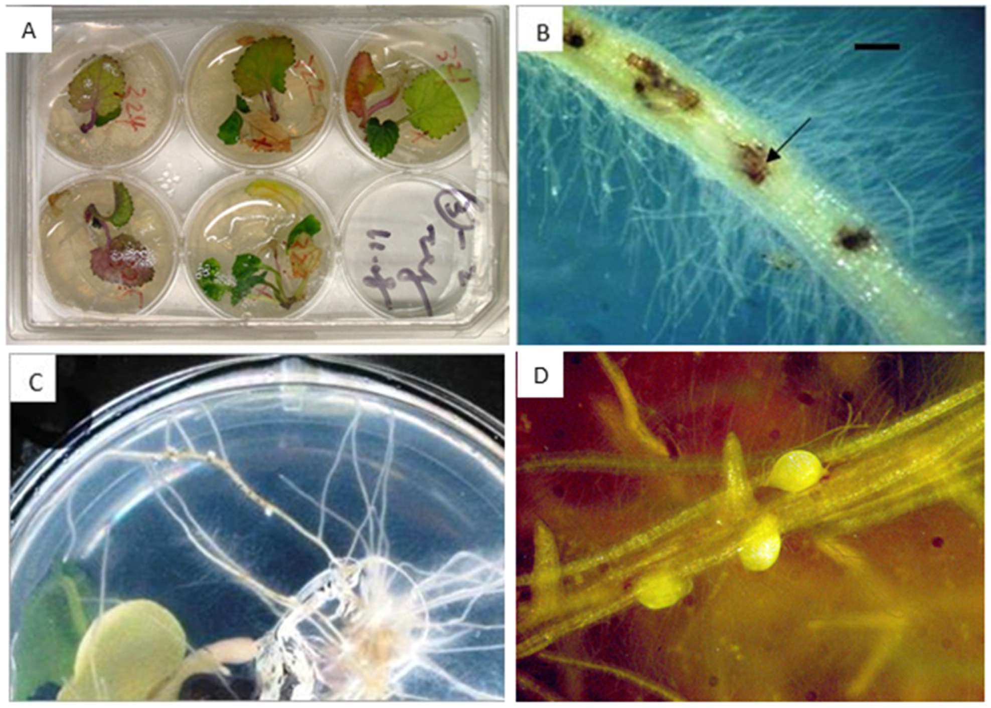 Ijms 20 01740 g004 Ijms 20 01740 g004