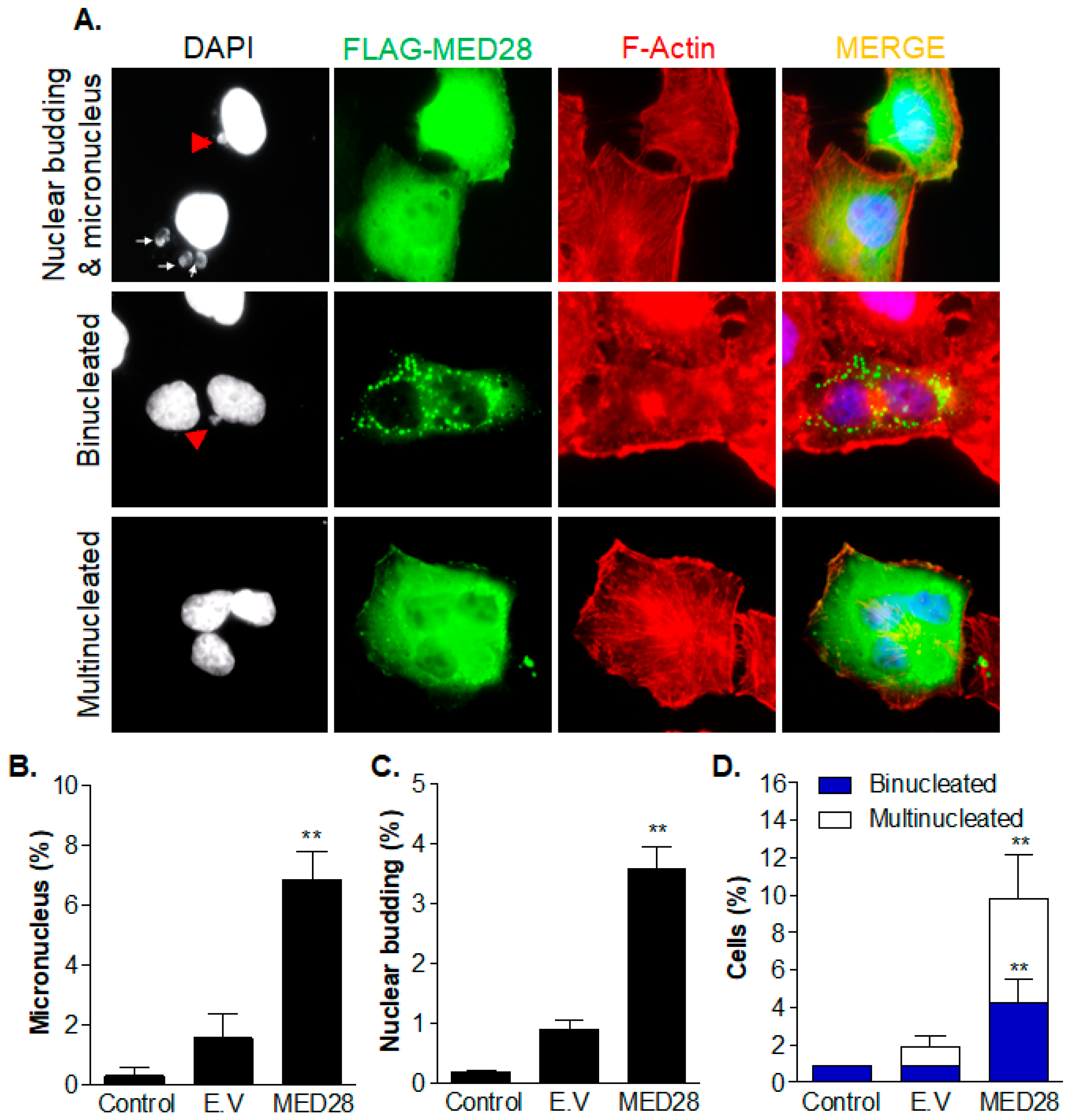 Ijms 20 01746 g005 Ijms 20 01746 g005