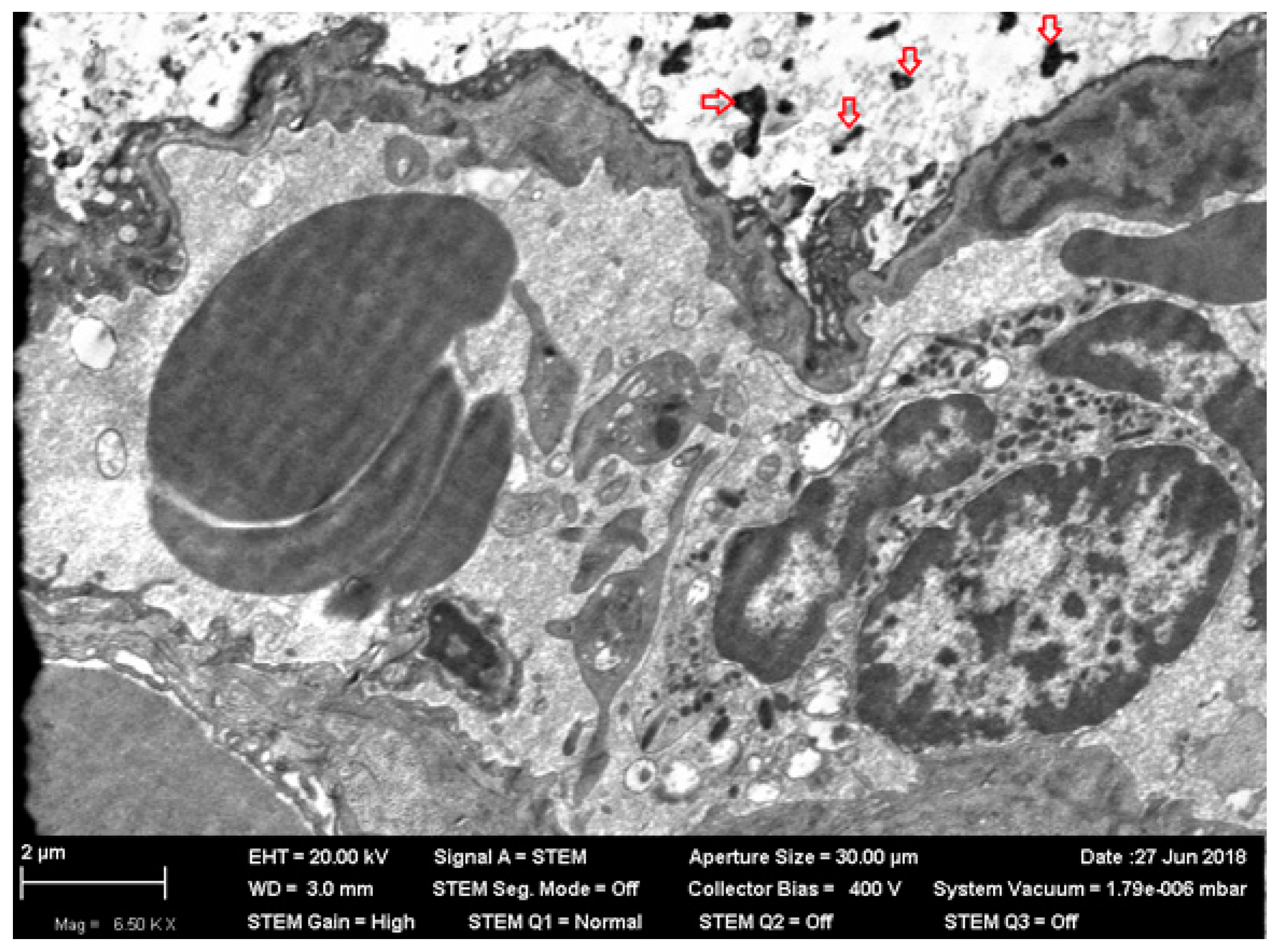 Ijms 20 01778 g005 550