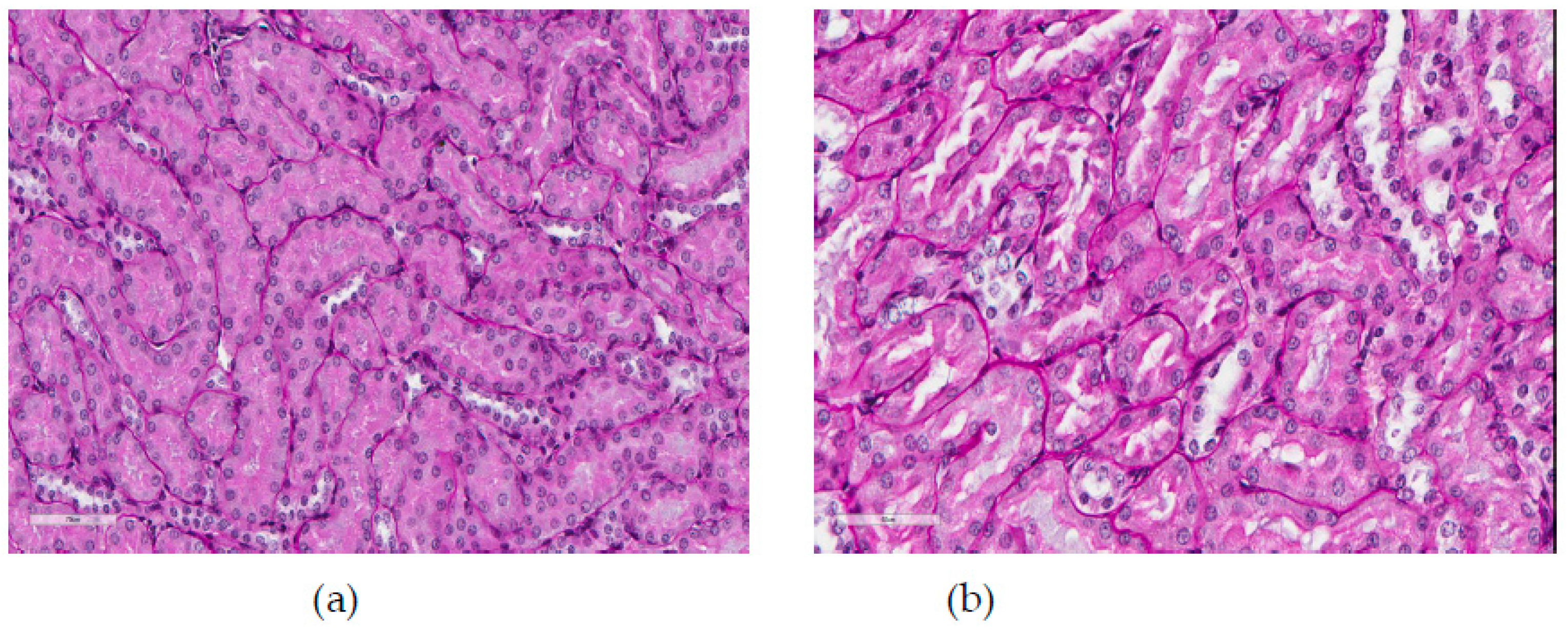 Ijms 20 01778 g007 550
