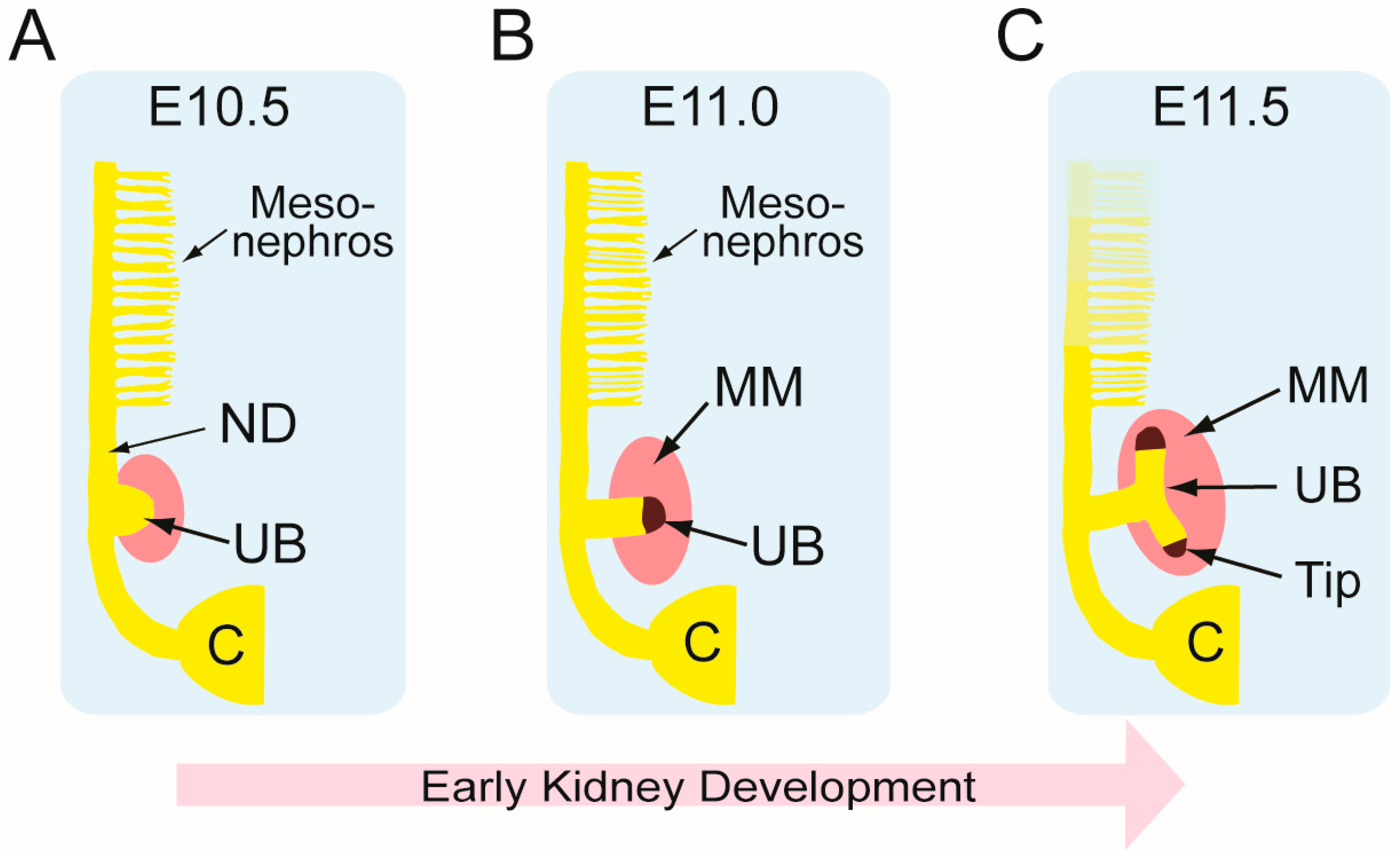 Ijms 20 01779 g002 Ijms 20 01779 g002