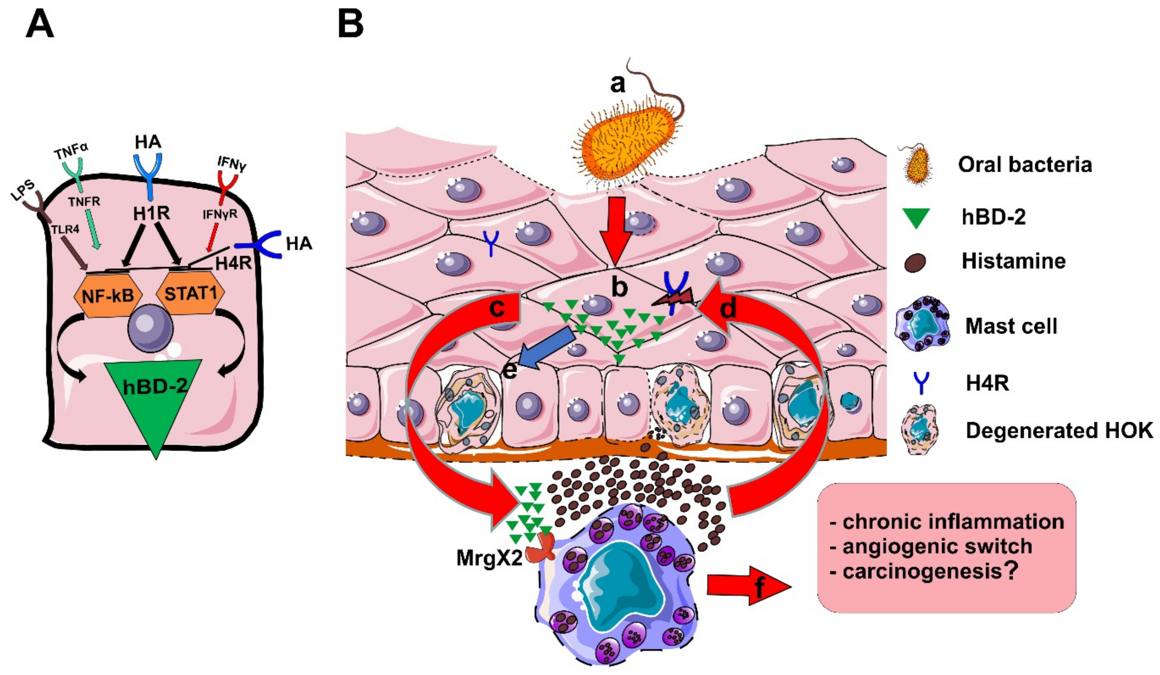 Ijms 20 01780 g006 Ijms 20 01780 g006