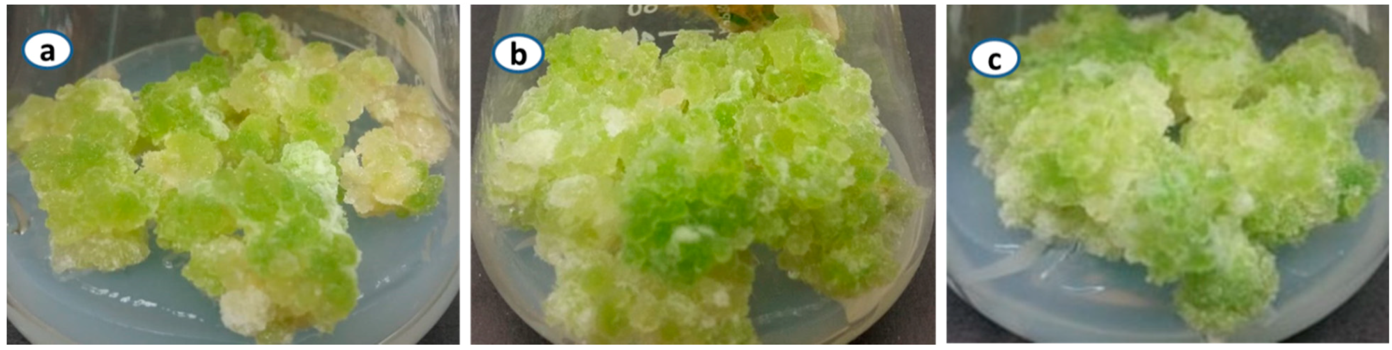 Ijms 20 01787 g001 Ijms 20 01787 g001