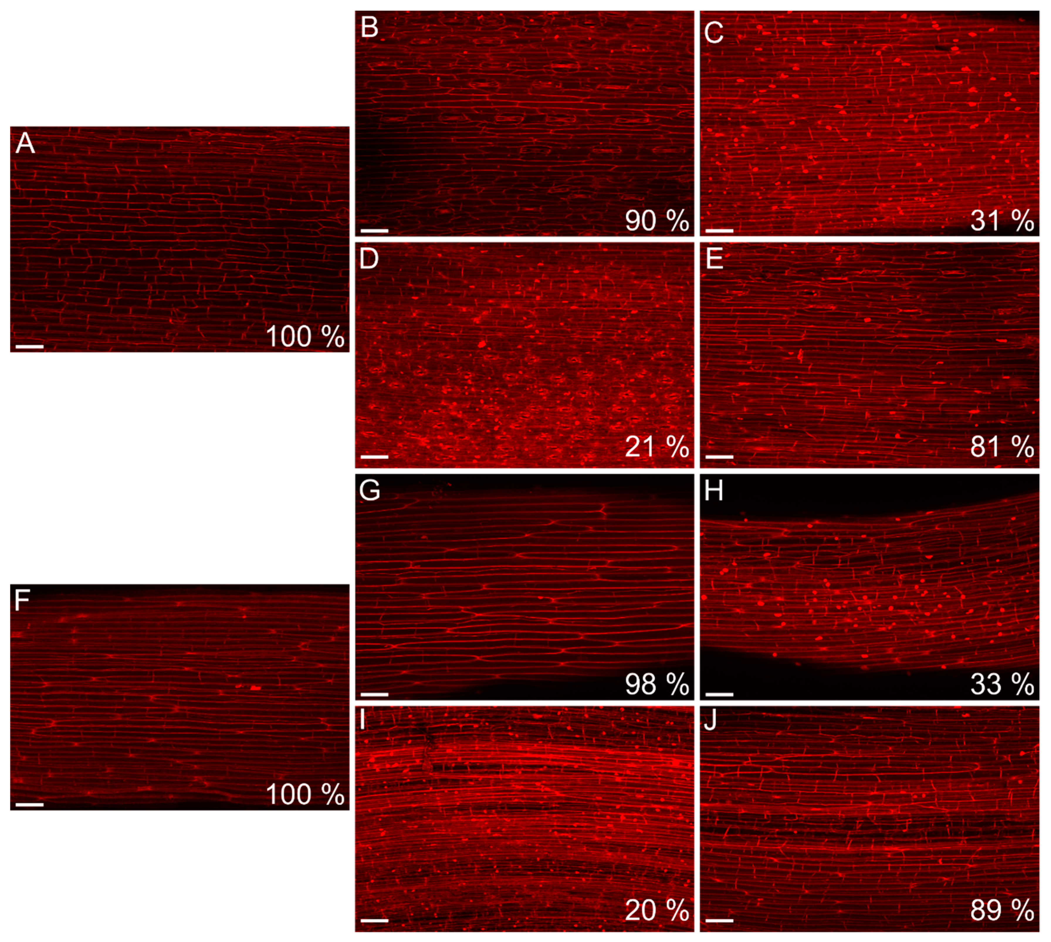 Ijms 20 01788 g007 Ijms 20 01788 g007