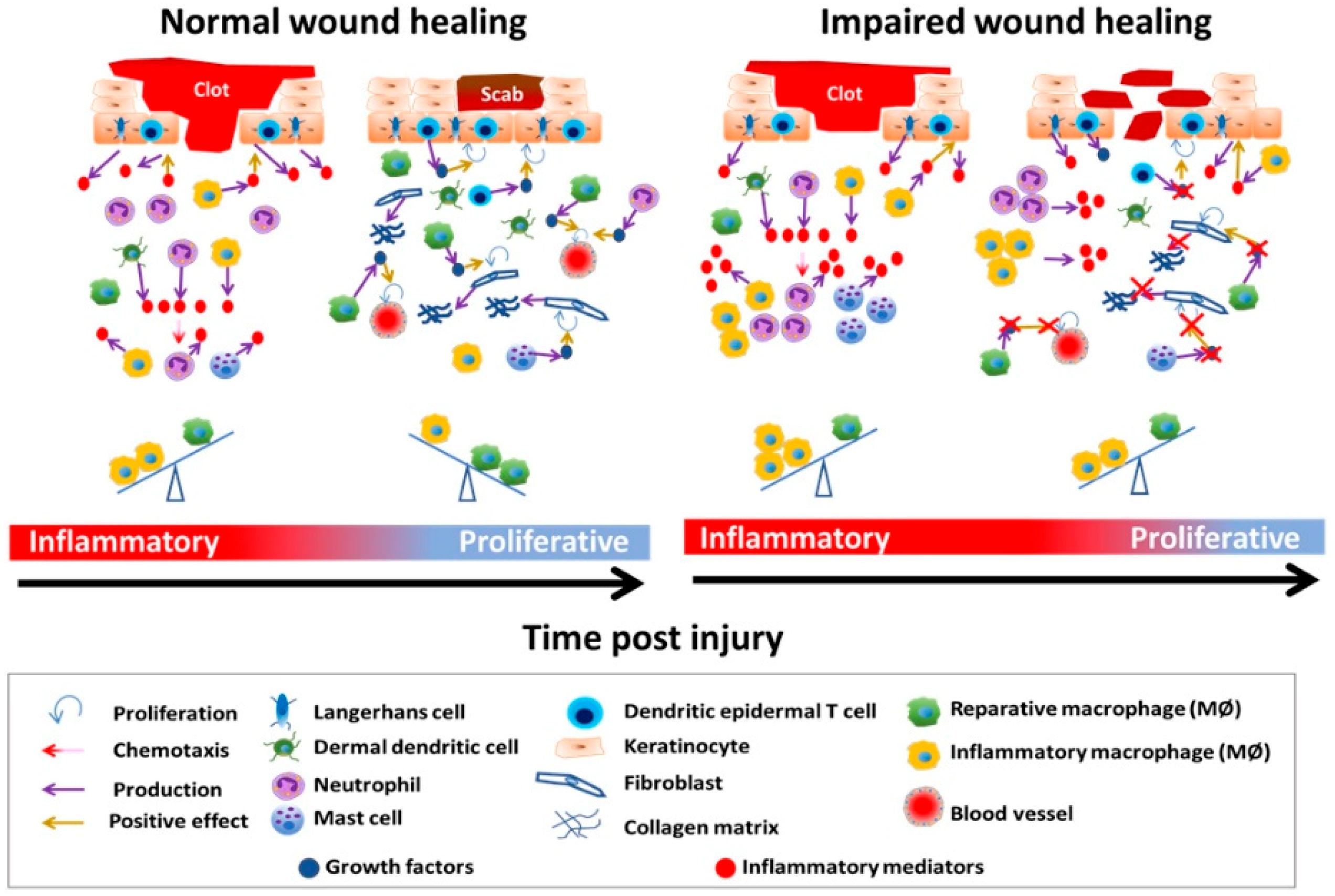 Ijms Free Full Text The Dynamics Of The Skins Immune System