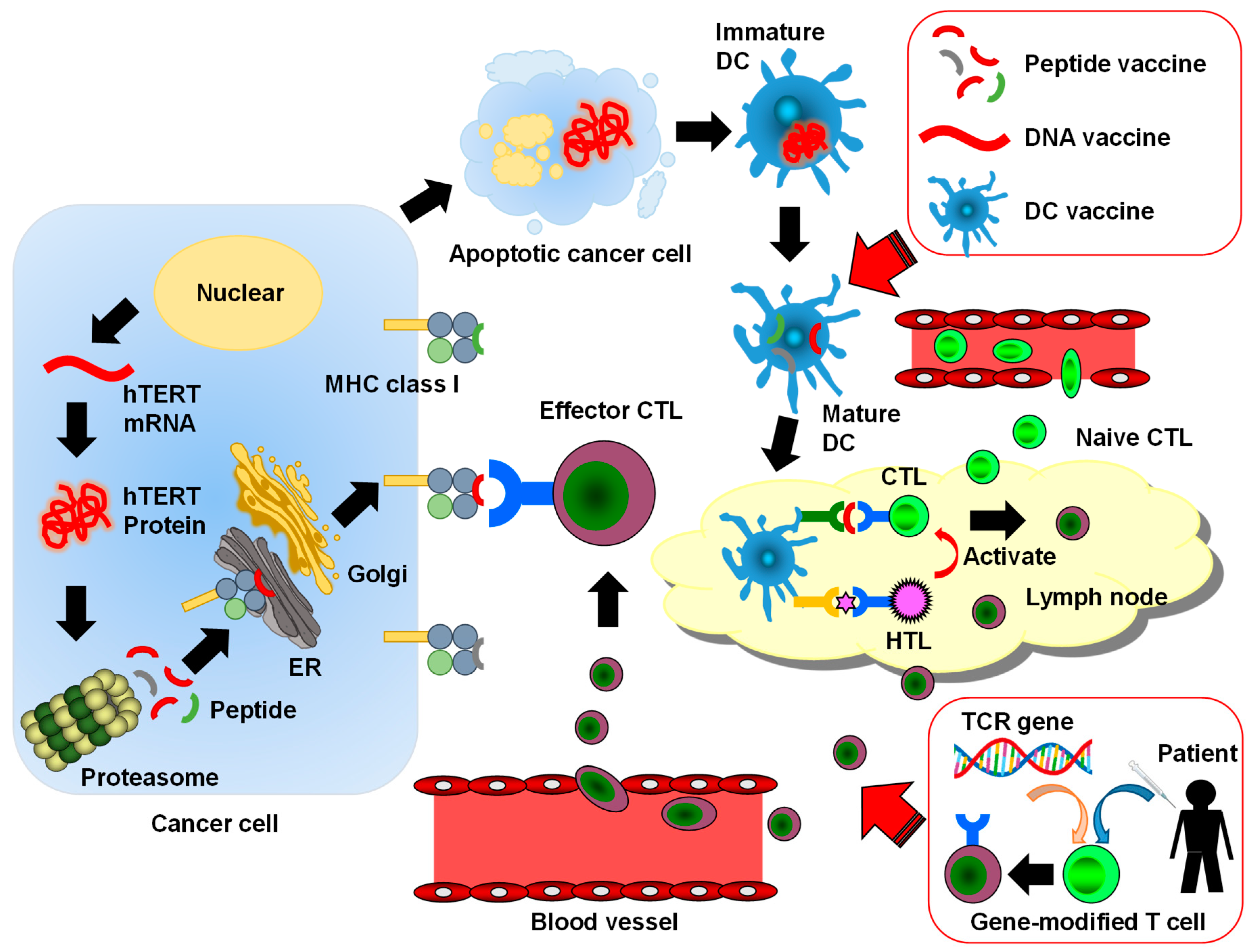 Ijms Free Full Text Telomerase Targeted Cancer - 