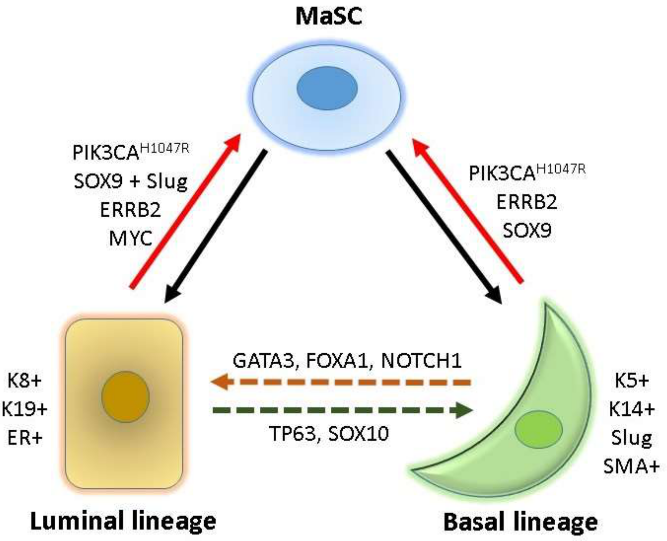 Ijms 20 01827 g001 Ijms 20 01827 g001