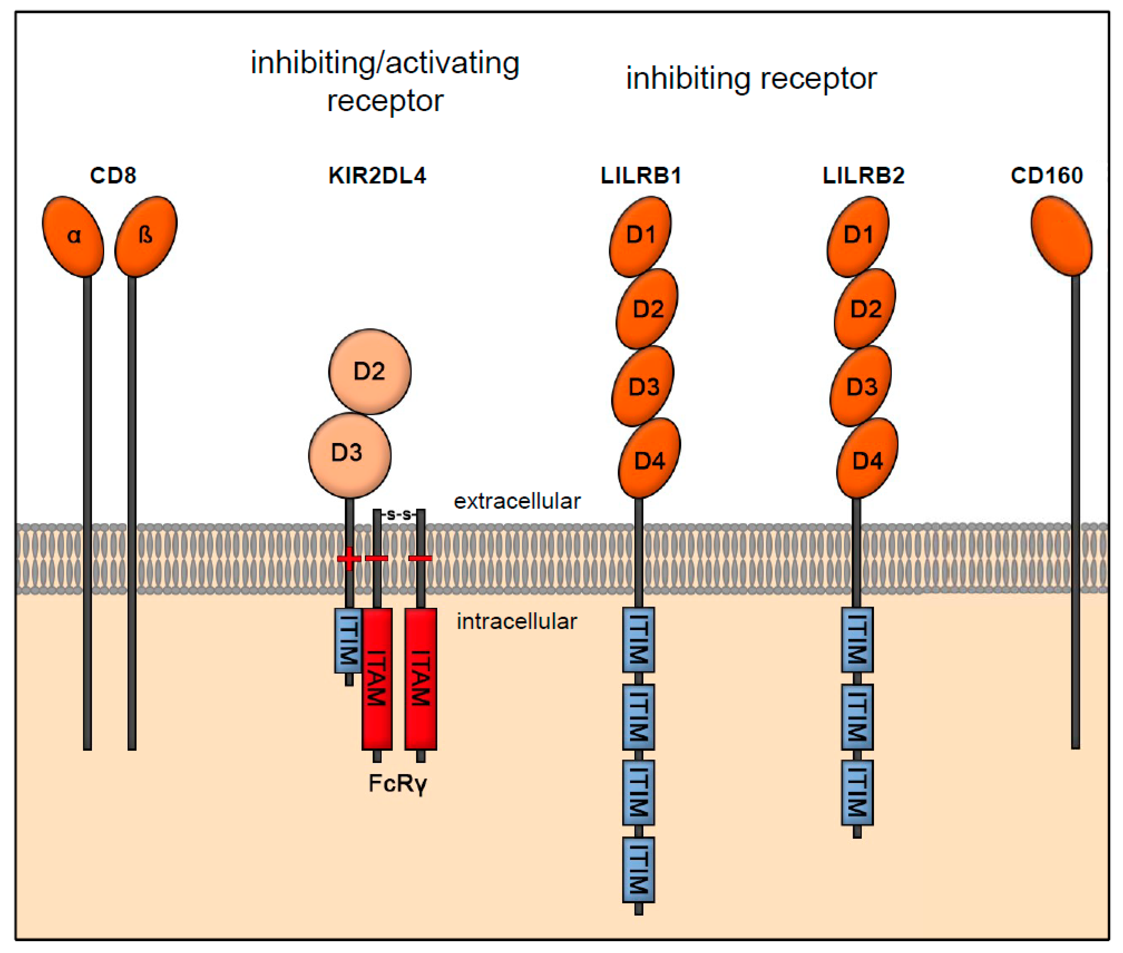 Ijms Free Full Text European Patent In Immunoncology From Immunological Principles Of Implantation To Cancer Treatment Html