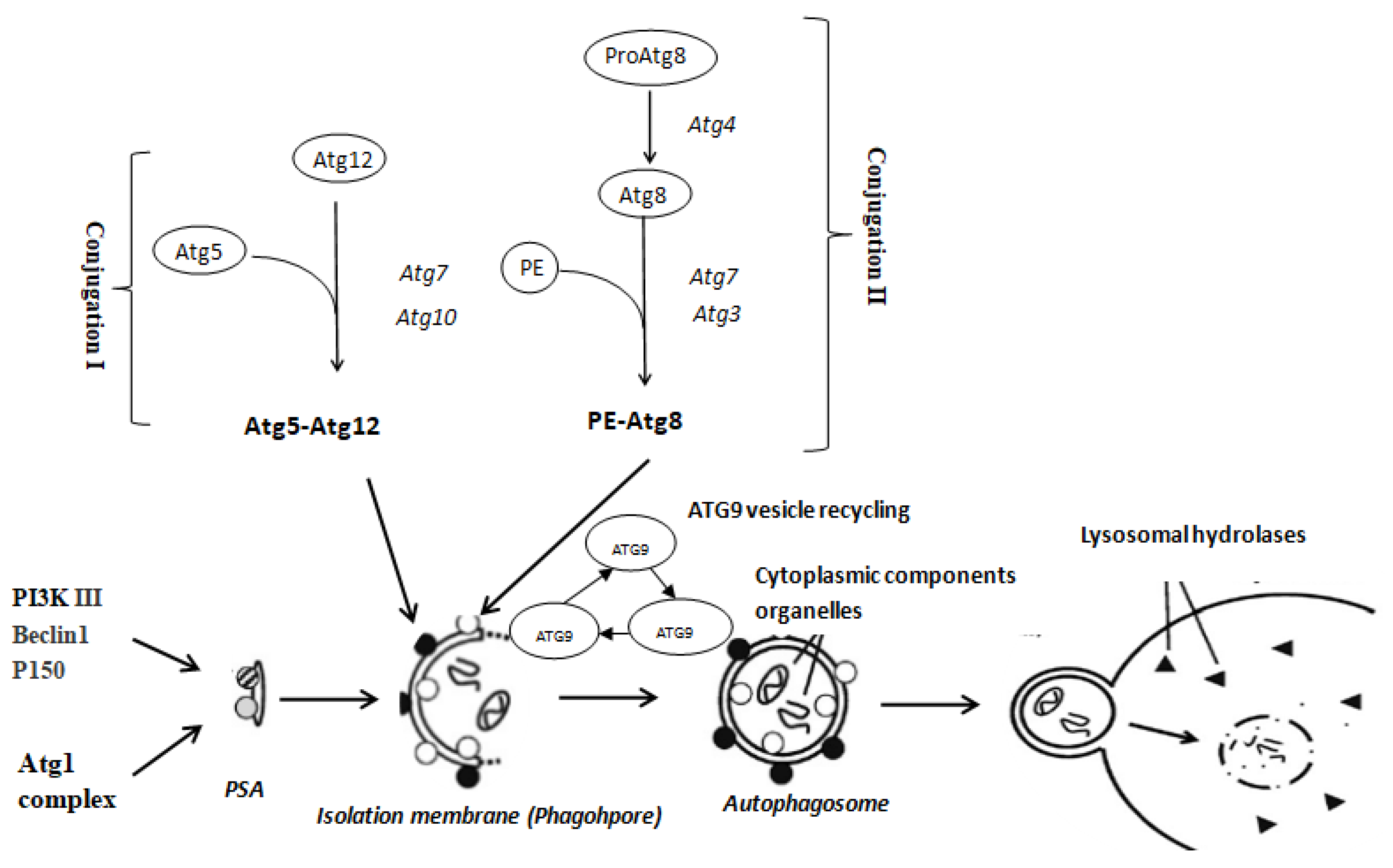 Ijms 20 01856 g001