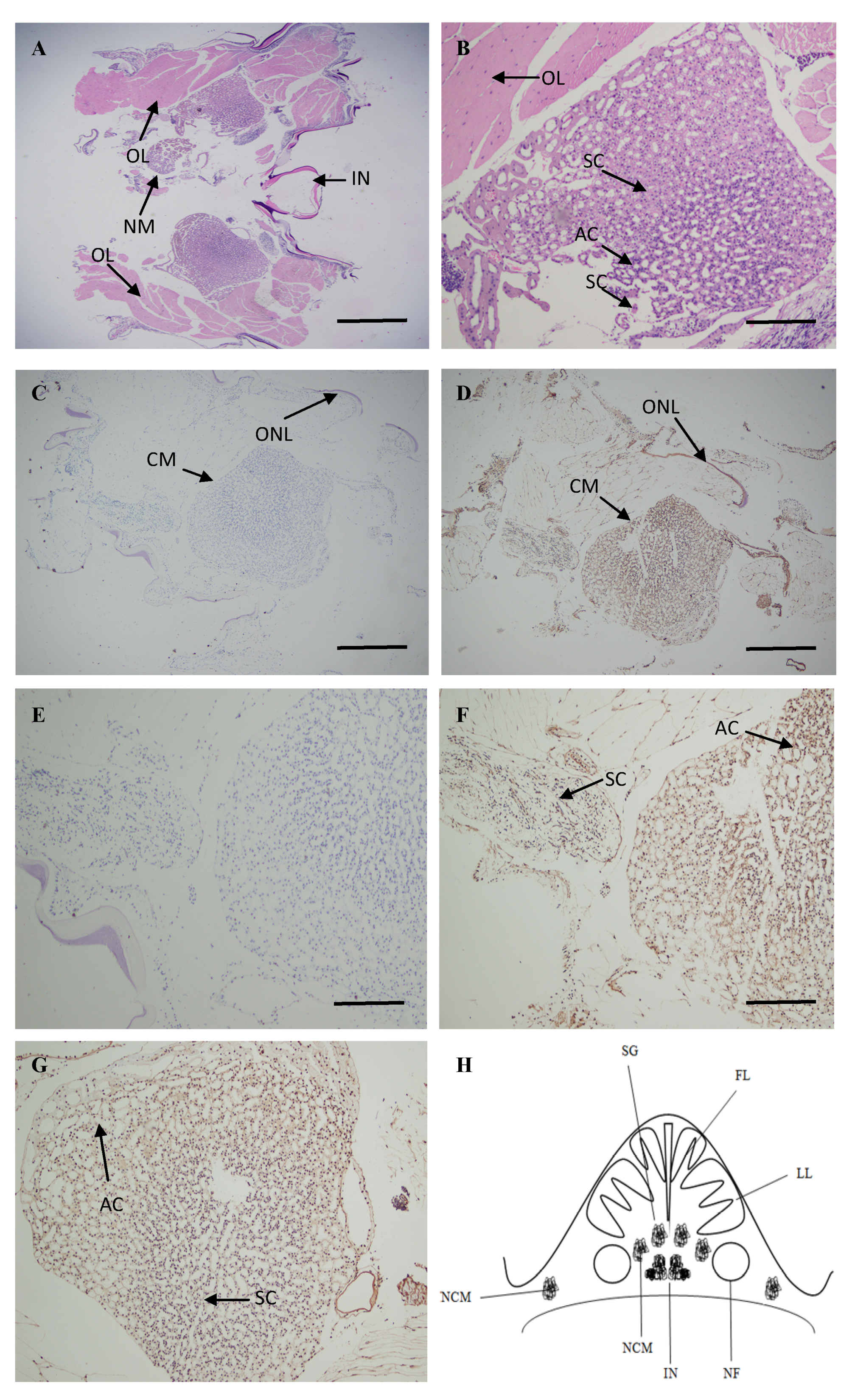 Ijms 20 01856 g005