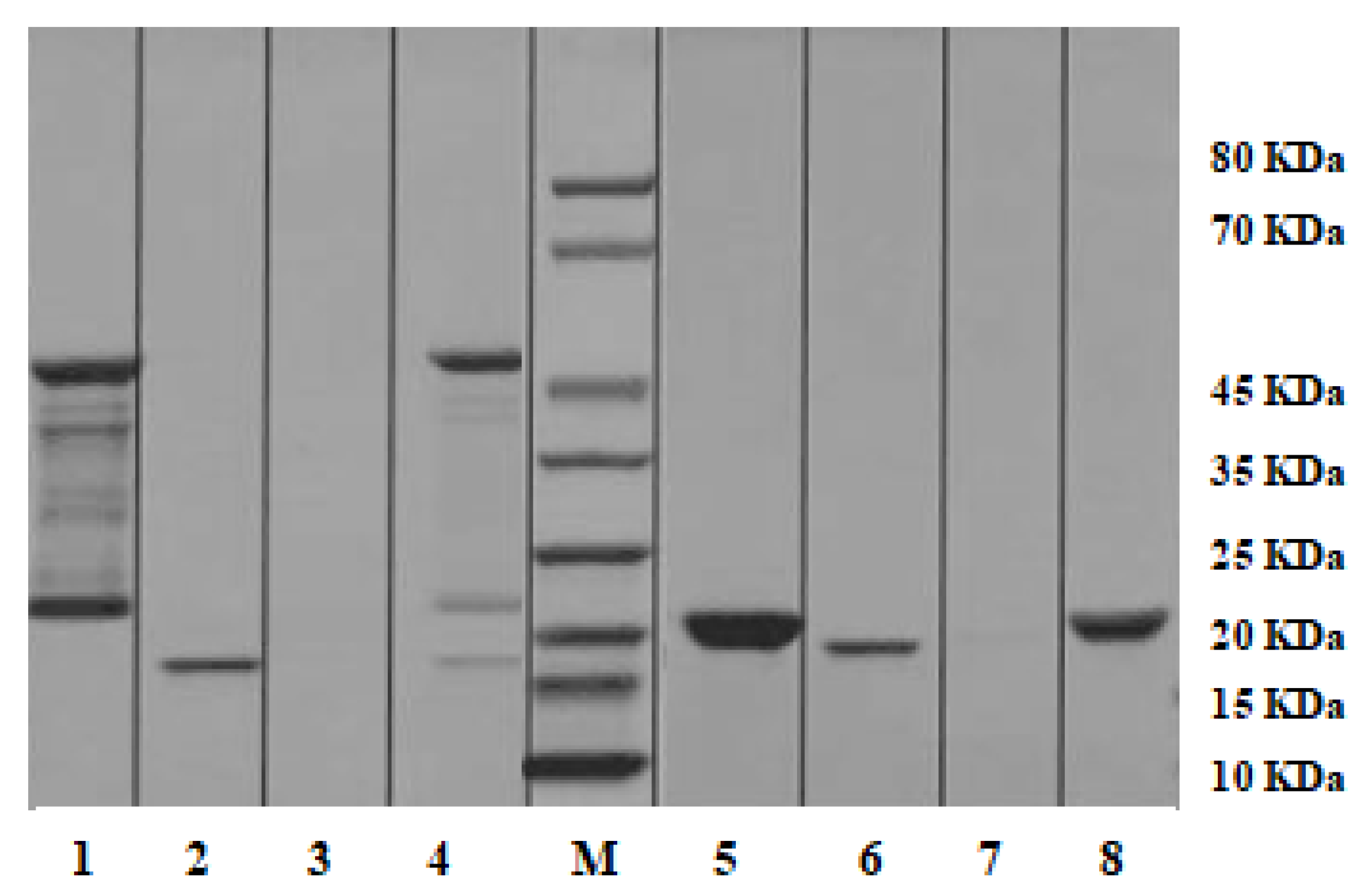 Ijms 20 01856 g008