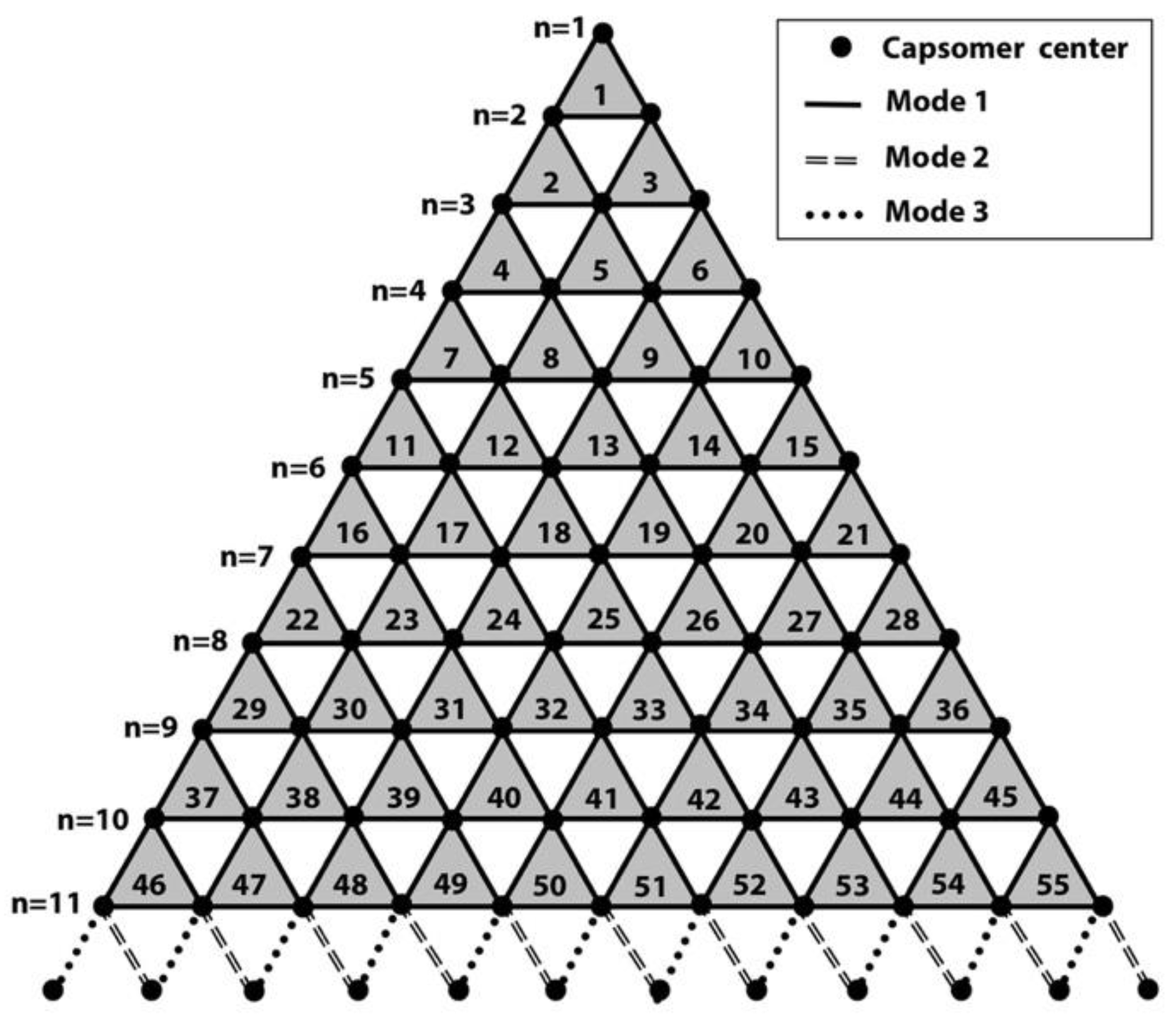 Ijms Free Full Text The Roles Of Electrostatic Interactions In Capsid Assembly Mechanisms Of Giant Viruses Html