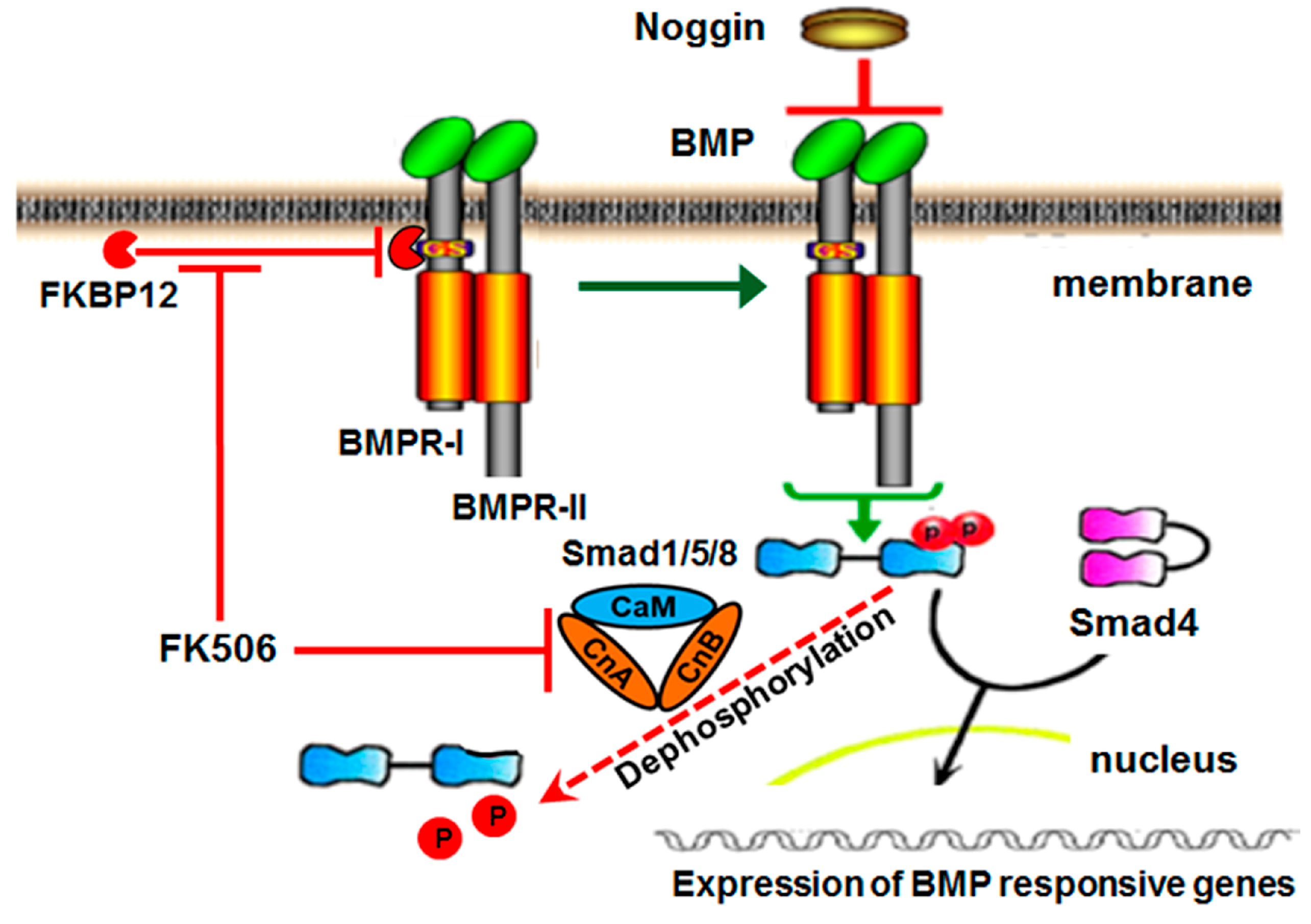 Ijms 20 01900 g001