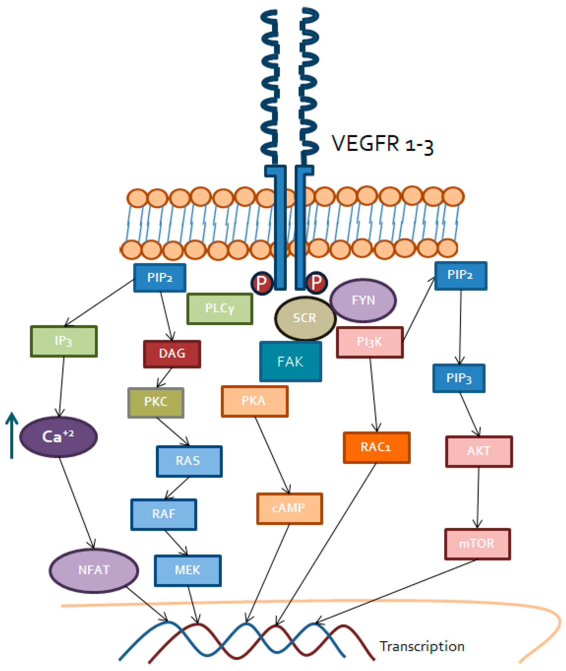Ijms 20 01901 g001