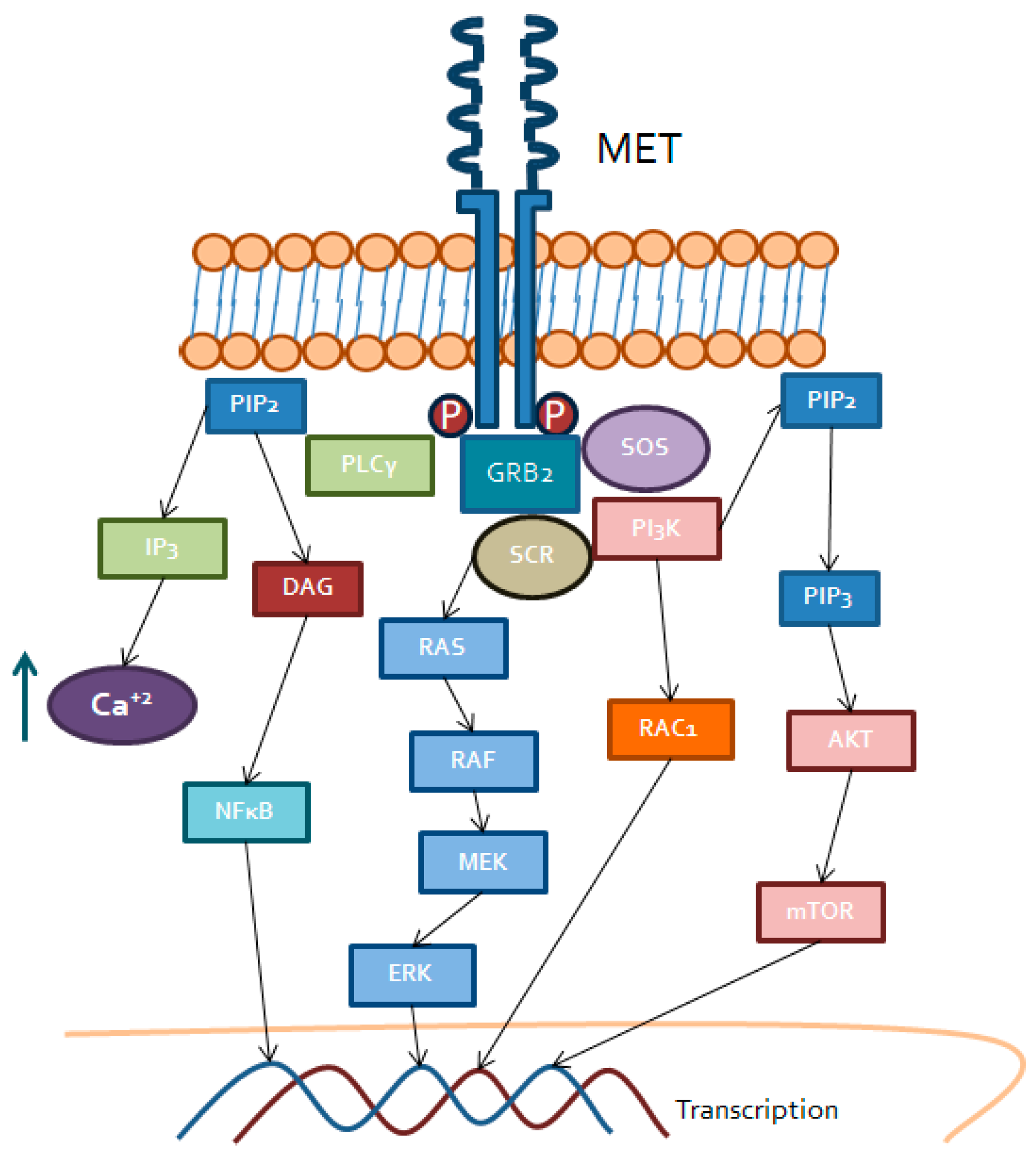 Ijms 20 01901 g002