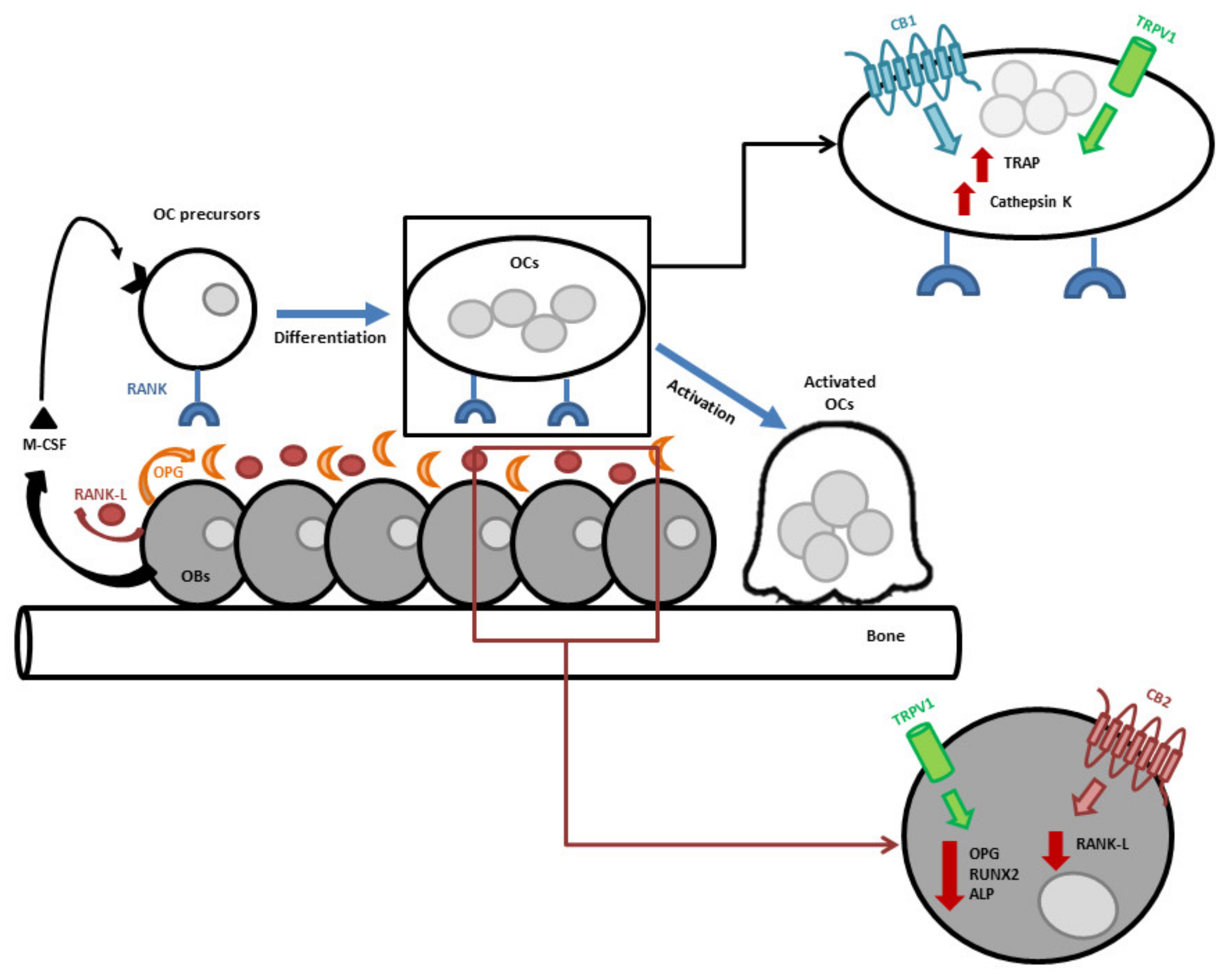 IJMS | Free Full-Text | The Endocannabinoid/Endovanilloid System 