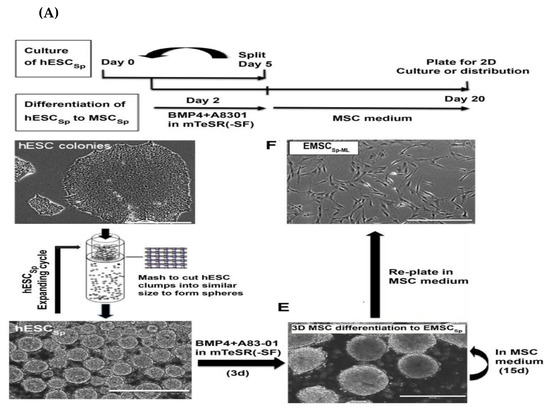 mesenchymal stem cells culture mesenchymal stem cells culture