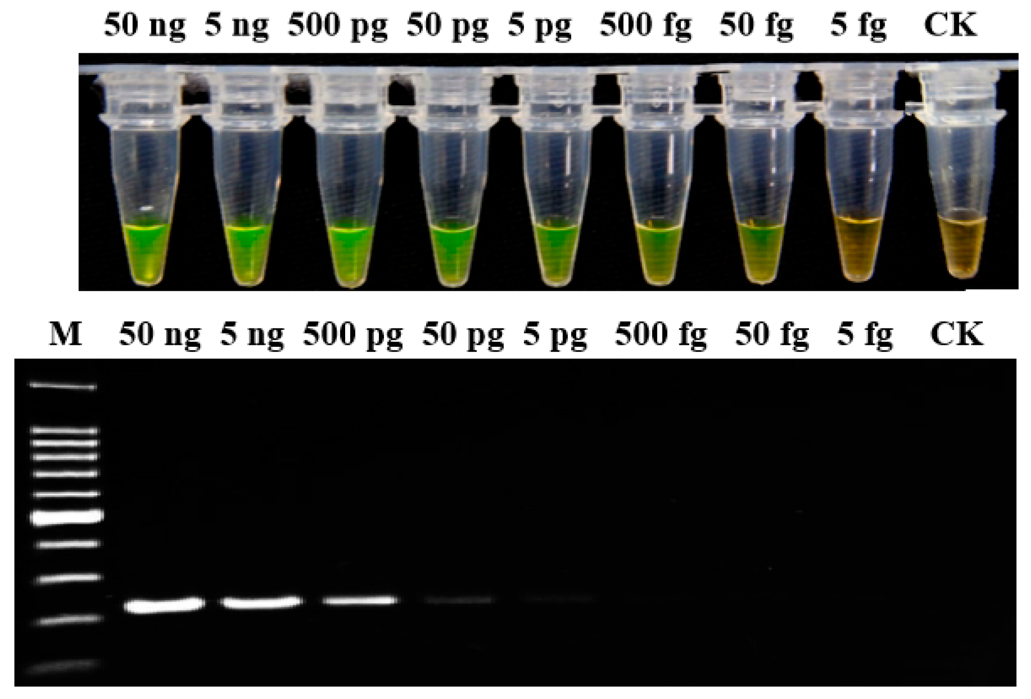 Ijms 20 01937 g002 Ijms 20 01937 g002