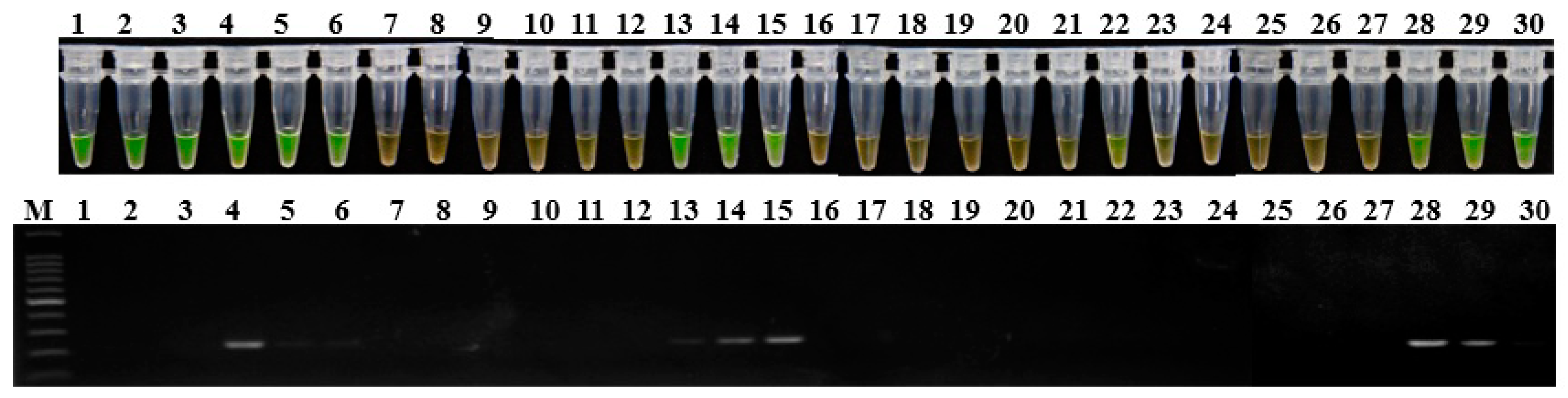 Ijms 20 01937 g005 Ijms 20 01937 g005