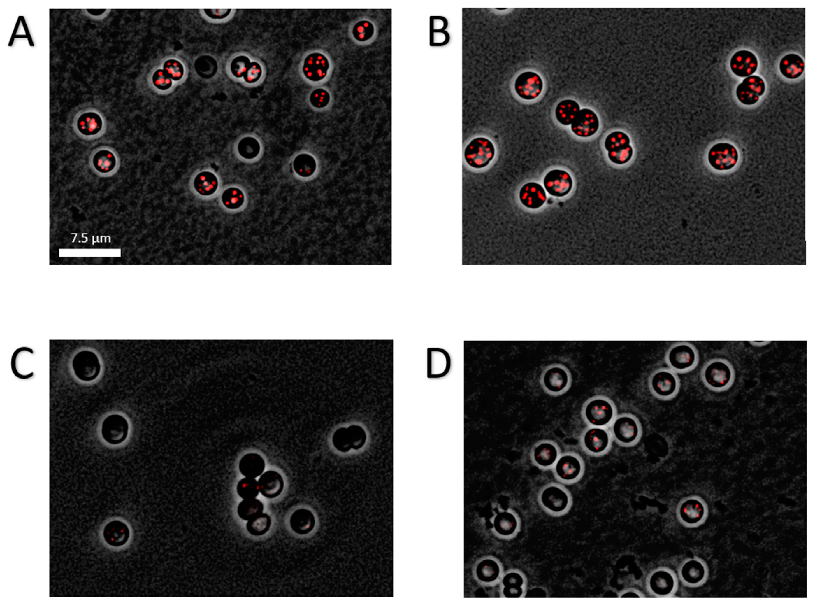 Ijms 20 01942 g005 Ijms 20 01942 g005