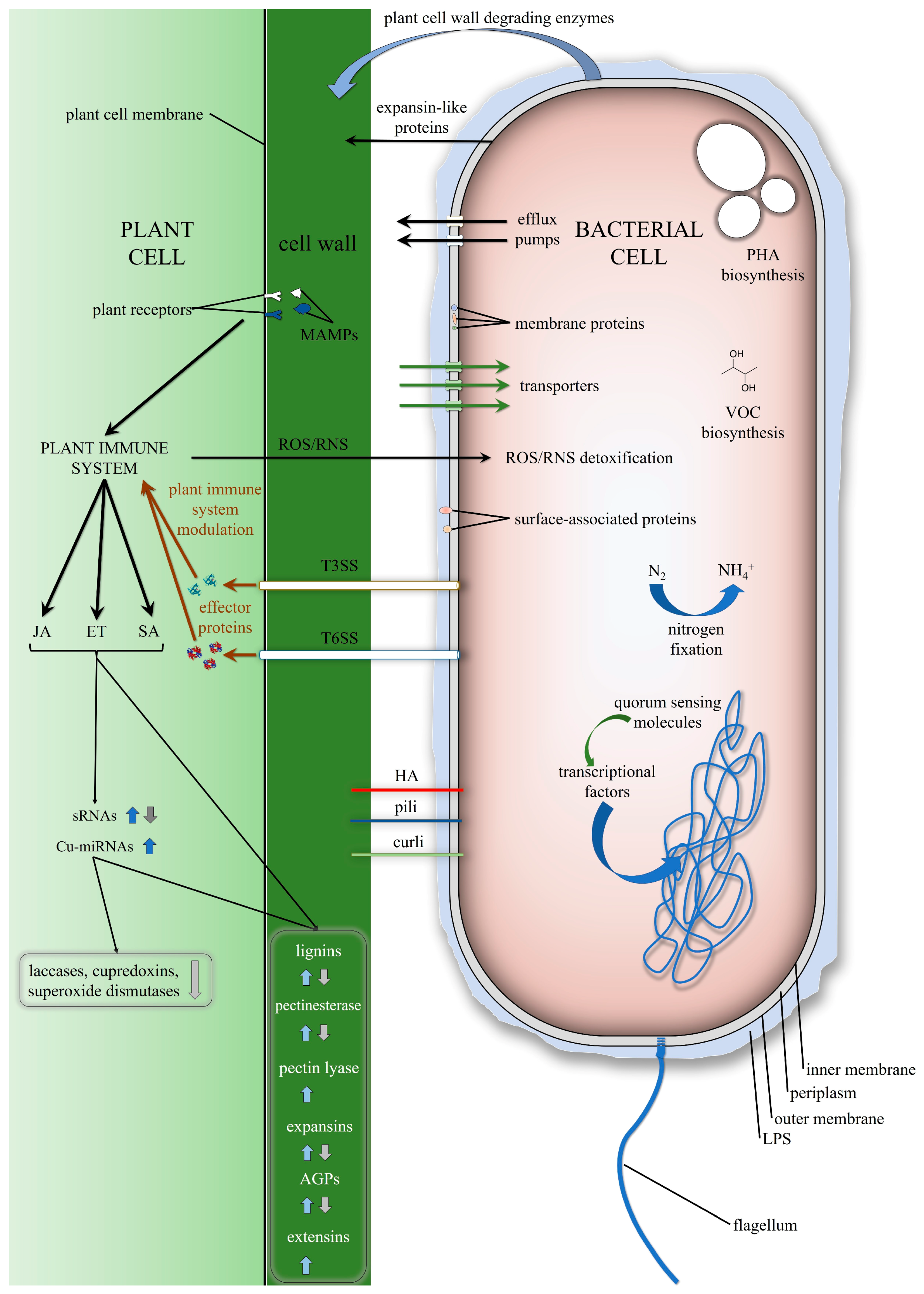 Defining the Genetic Basis of Plant–Endophytic Bacteria Interactions