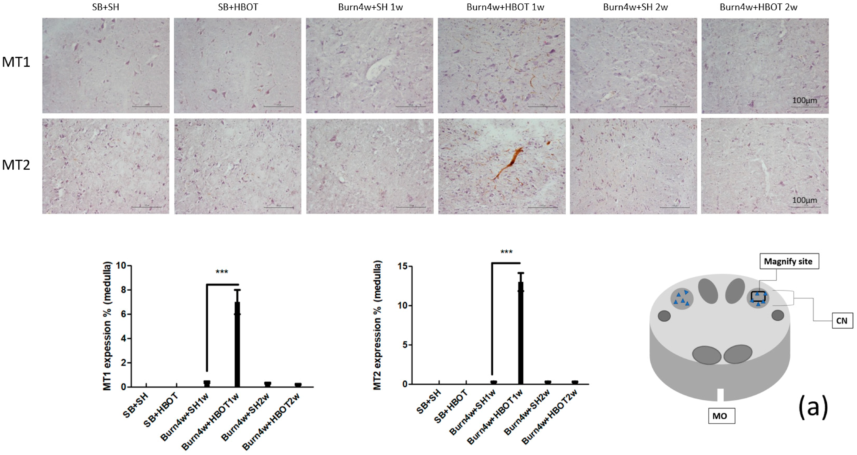 Ijms 20 01951 g002a Ijms 20 01951 g002a