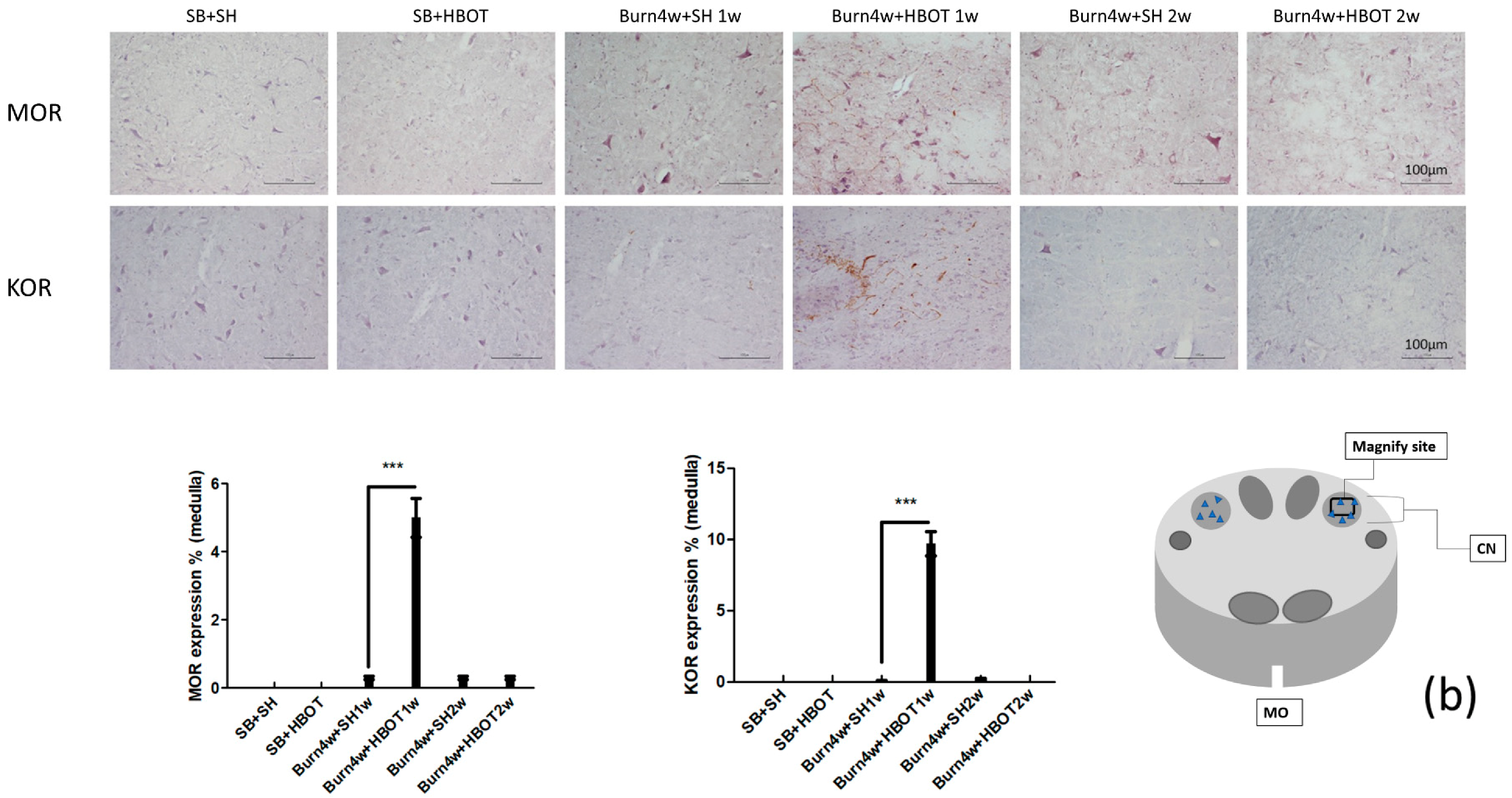 Ijms 20 01951 g002b Ijms 20 01951 g002b