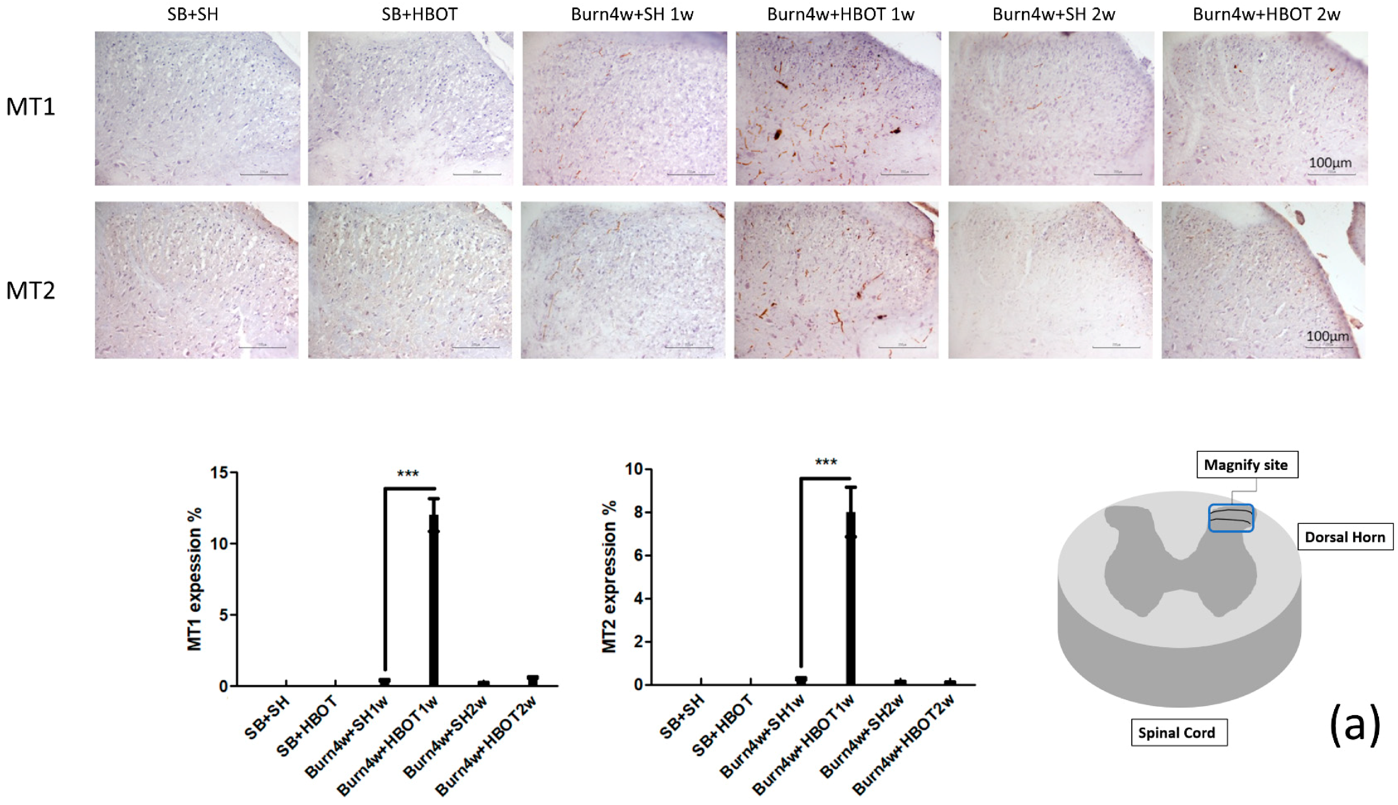 Ijms 20 01951 g003a Ijms 20 01951 g003a