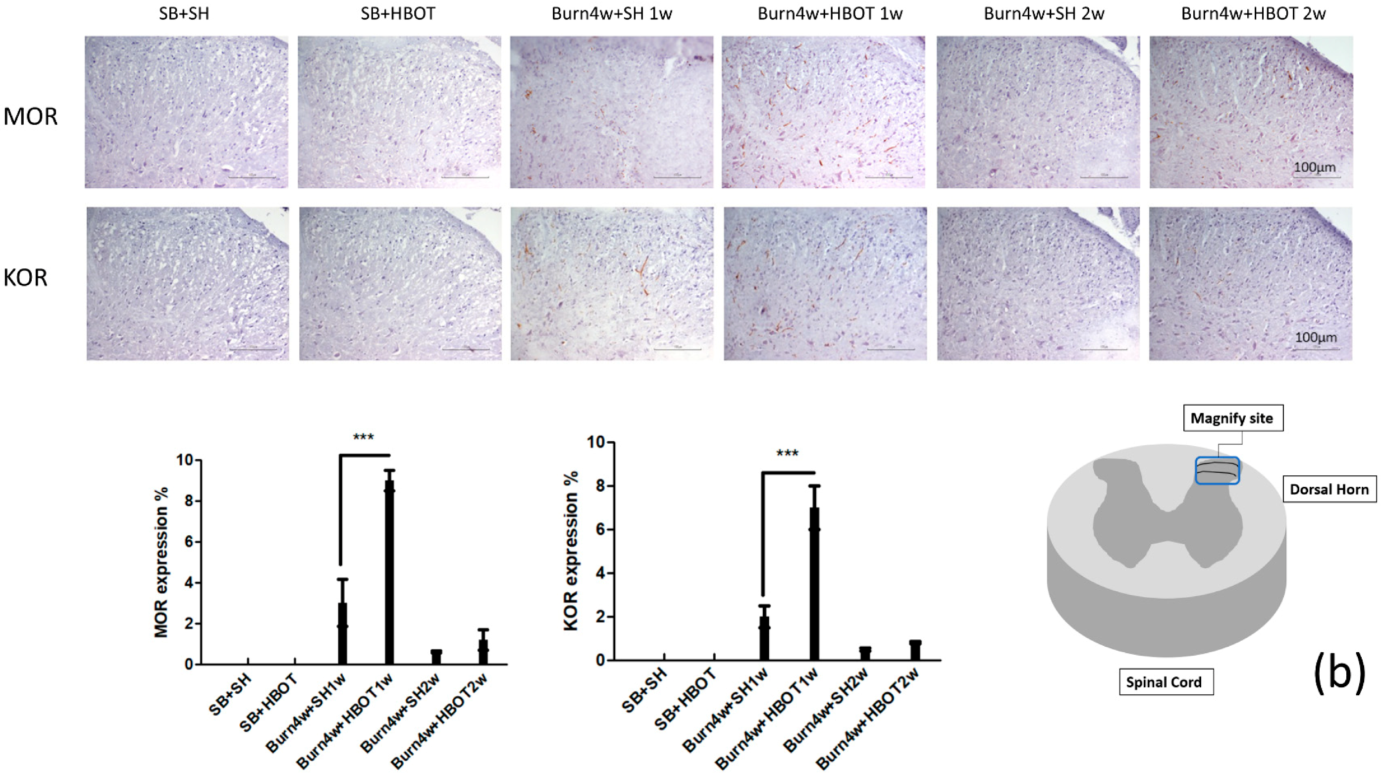 Ijms 20 01951 g003b Ijms 20 01951 g003b