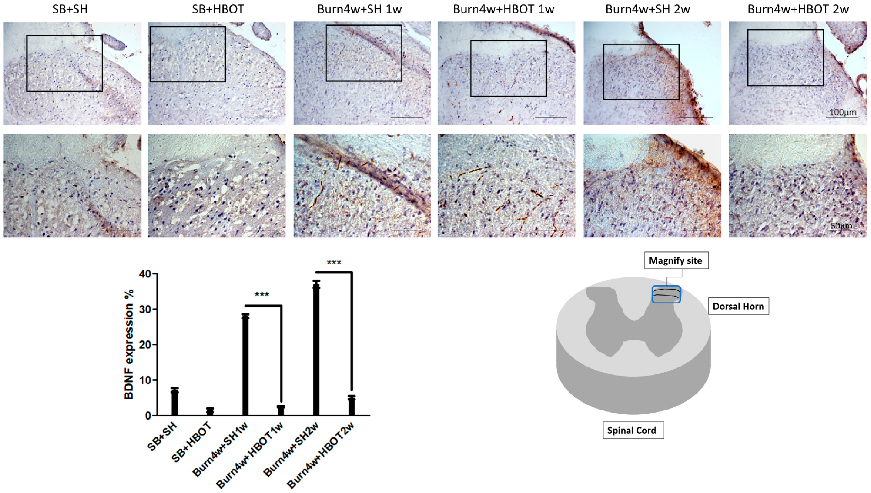 Ijms 20 01951 g006 Ijms 20 01951 g006