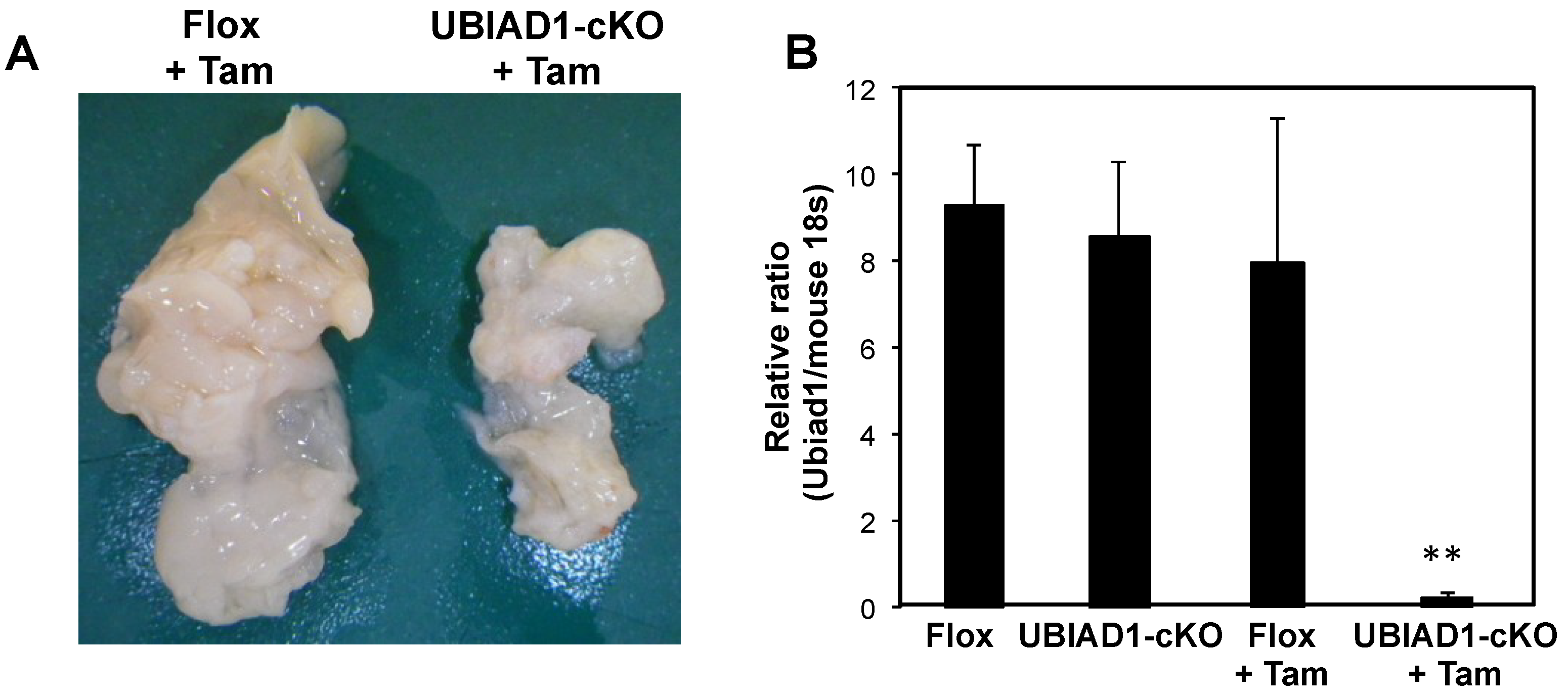 Ijms 20 01971 g002 Ijms 20 01971 g002