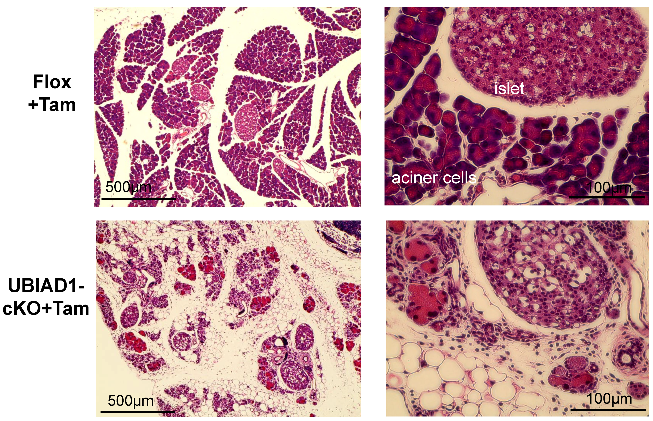 Ijms 20 01971 g003 Ijms 20 01971 g003