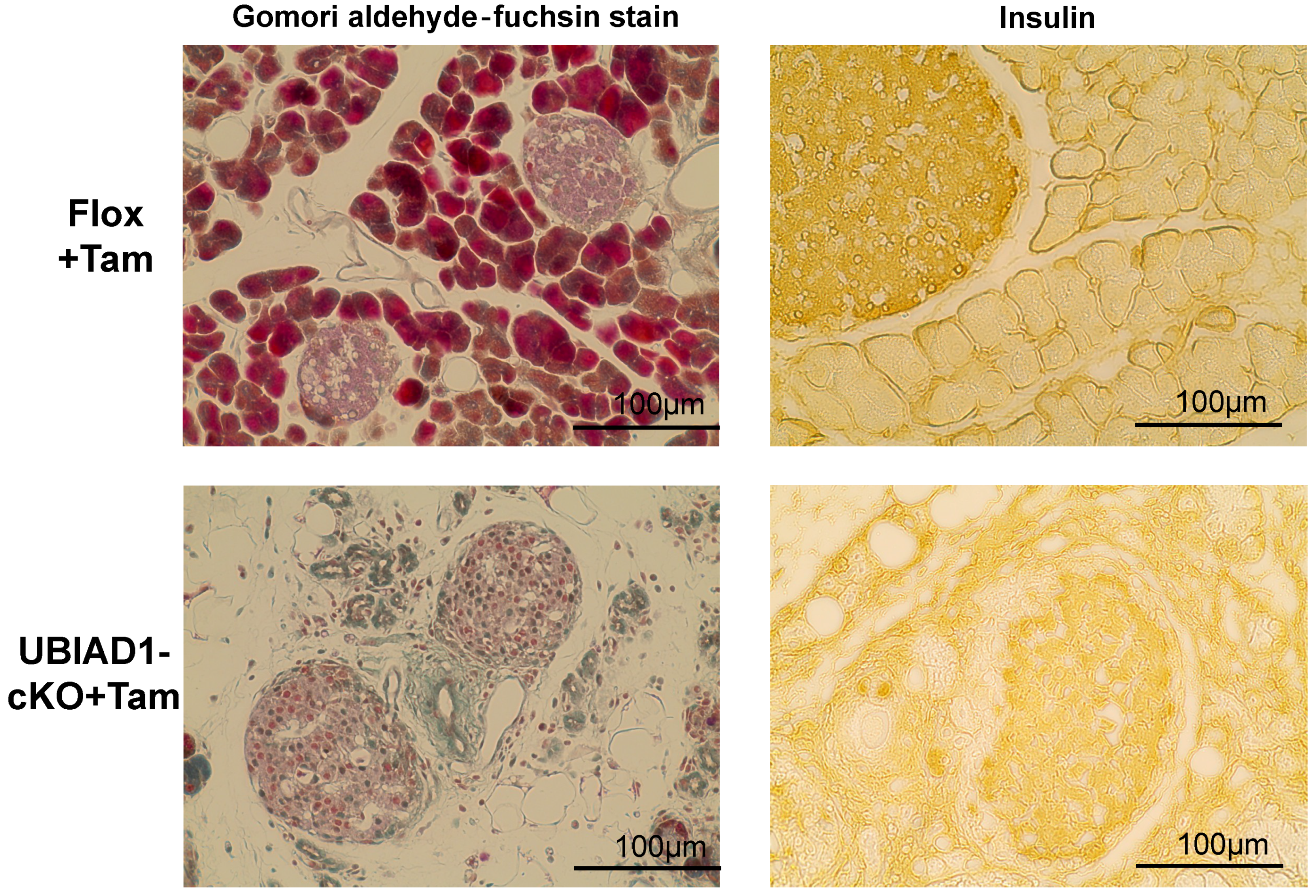 Ijms 20 01971 g004 Ijms 20 01971 g004