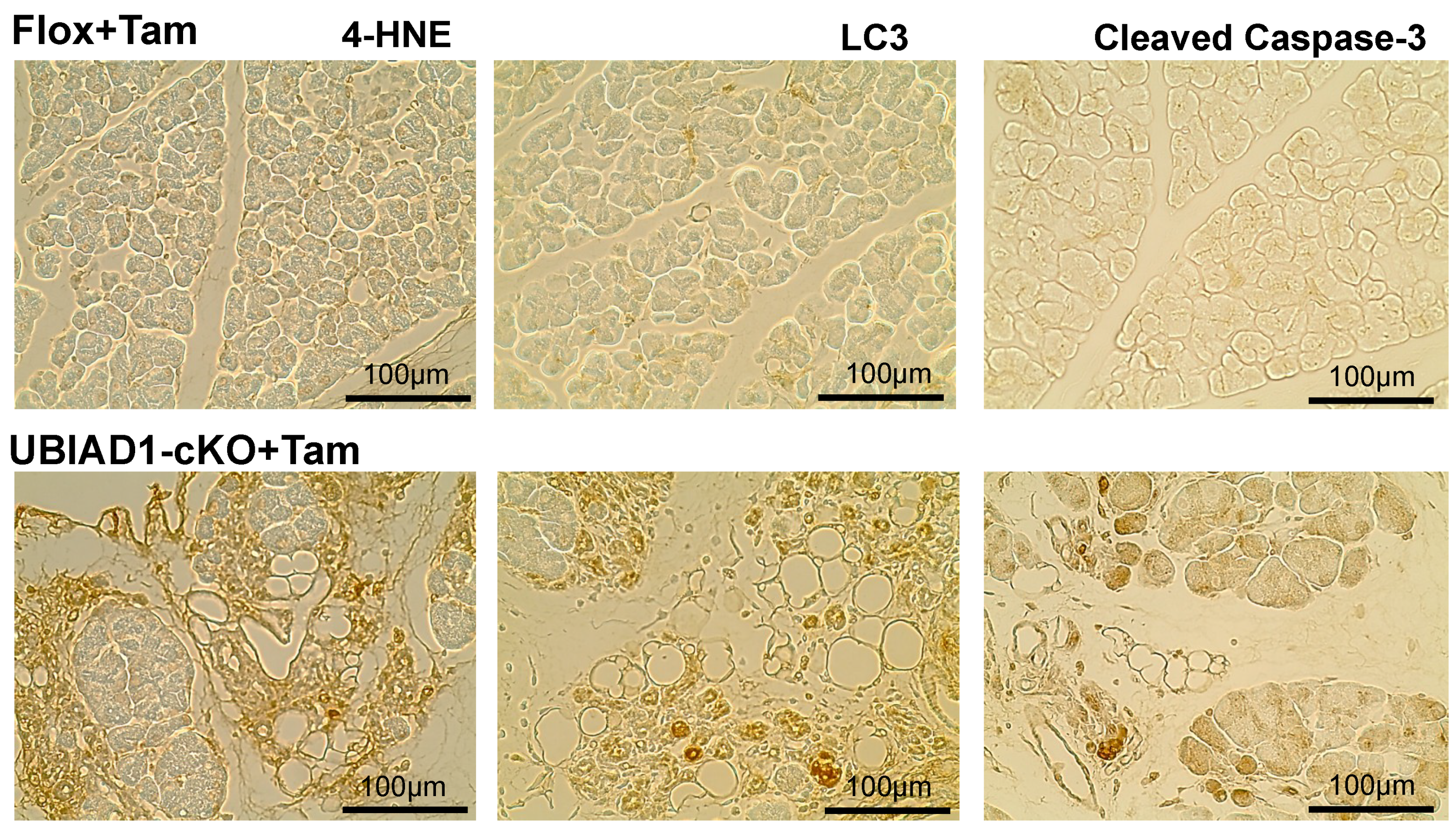Ijms 20 01971 g006 Ijms 20 01971 g006