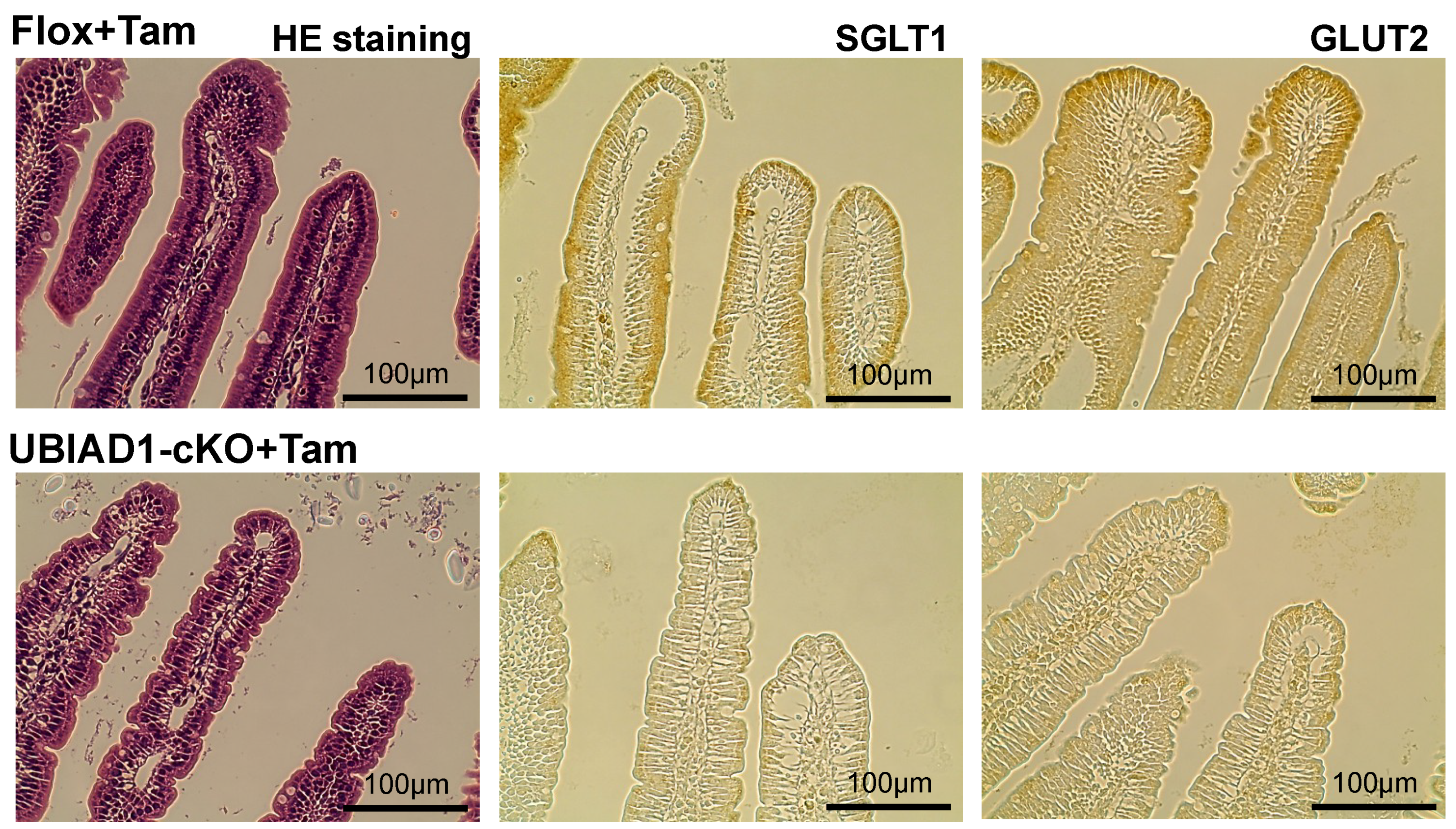 Ijms 20 01971 g009 Ijms 20 01971 g009