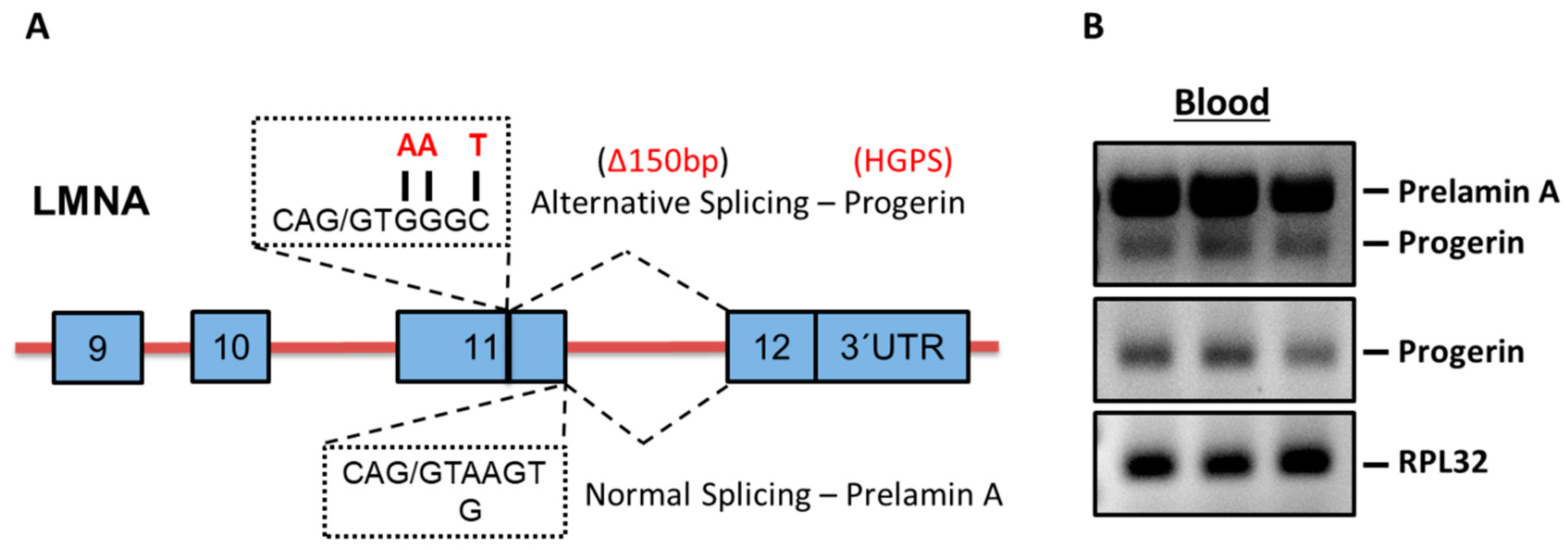 Ijms 20 01976 g001 Ijms 20 01976 g001