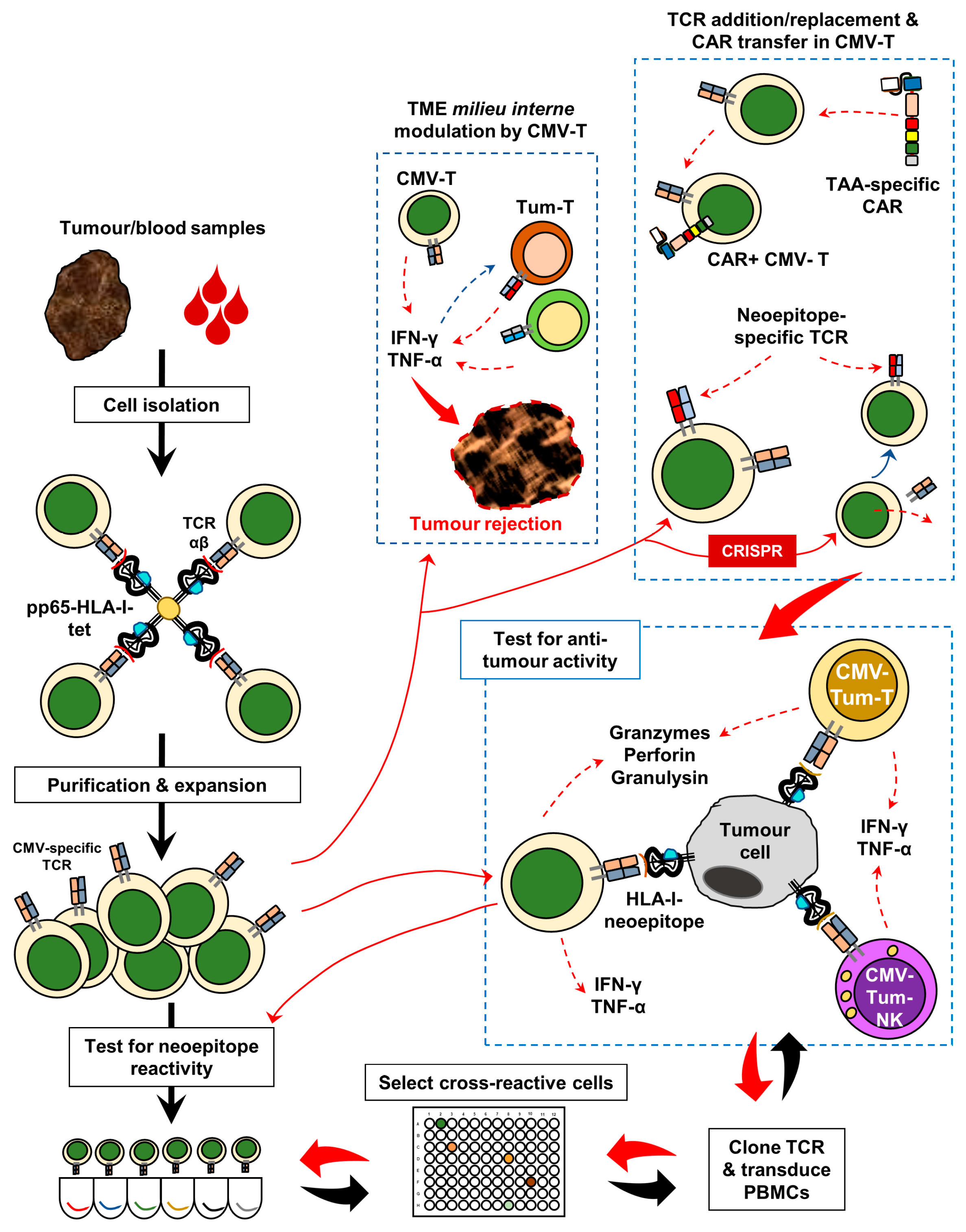 Ijms 20 01986 g002 Ijms 20 01986 g002