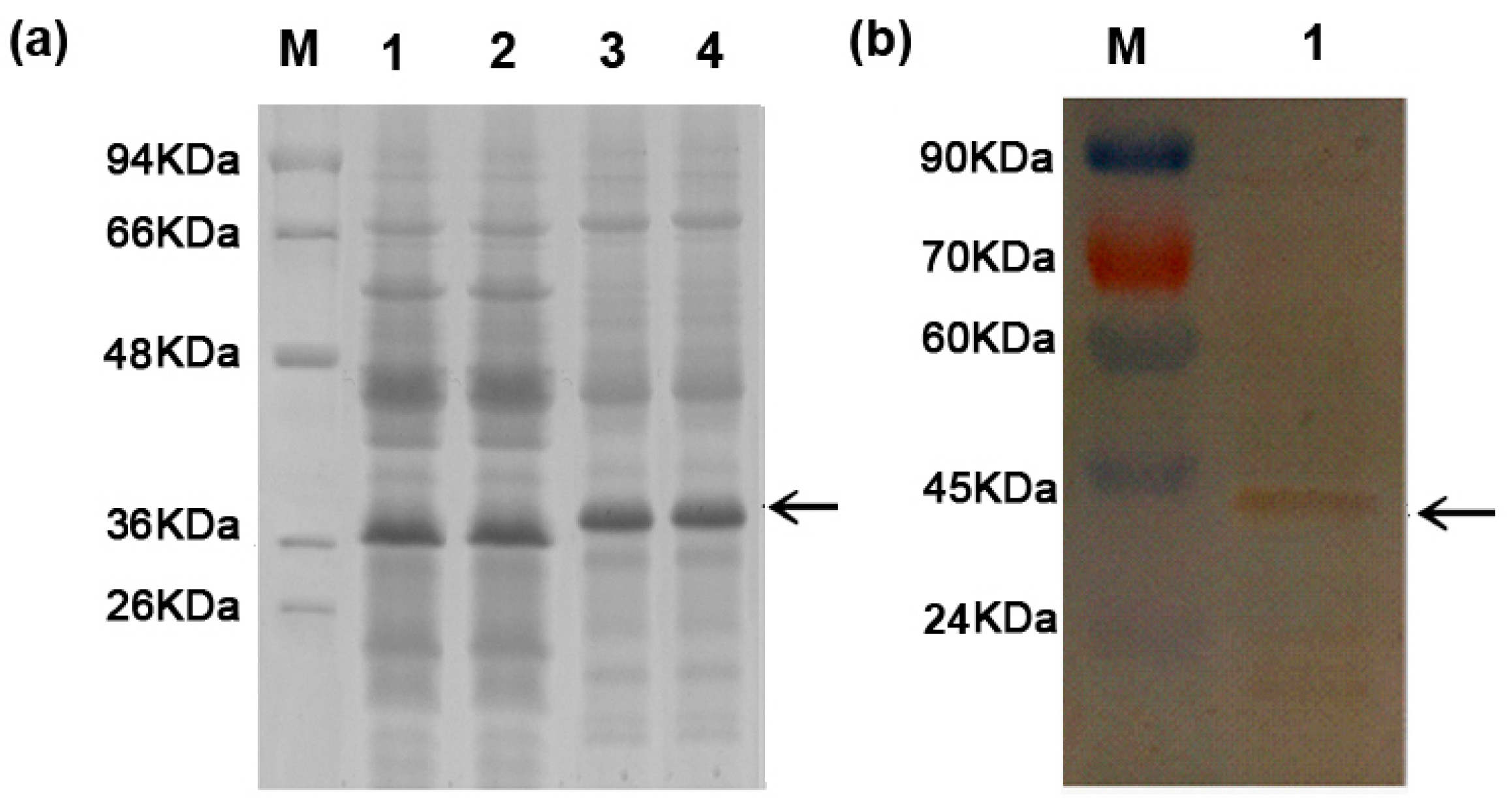 Ijms 20 01990 g001 Ijms 20 01990 g001
